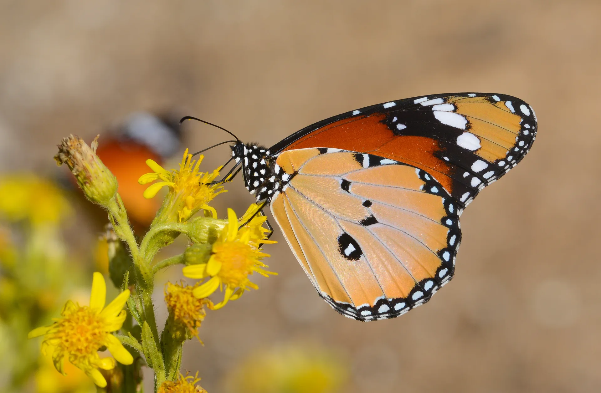 Danaus chrysippus (Sultan) butterfly photo