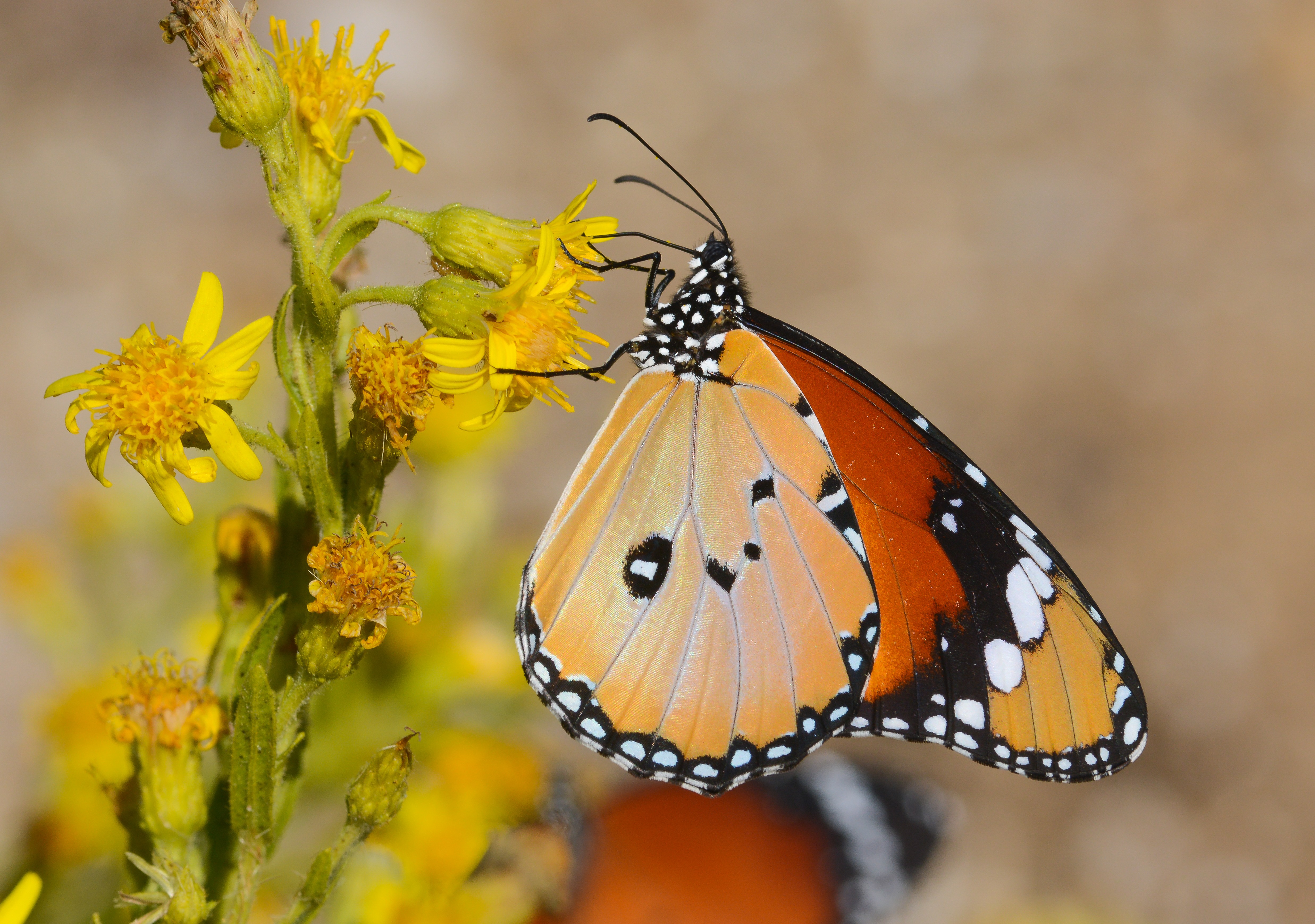 Danaus chrysippus (Sultan) butterfly photo