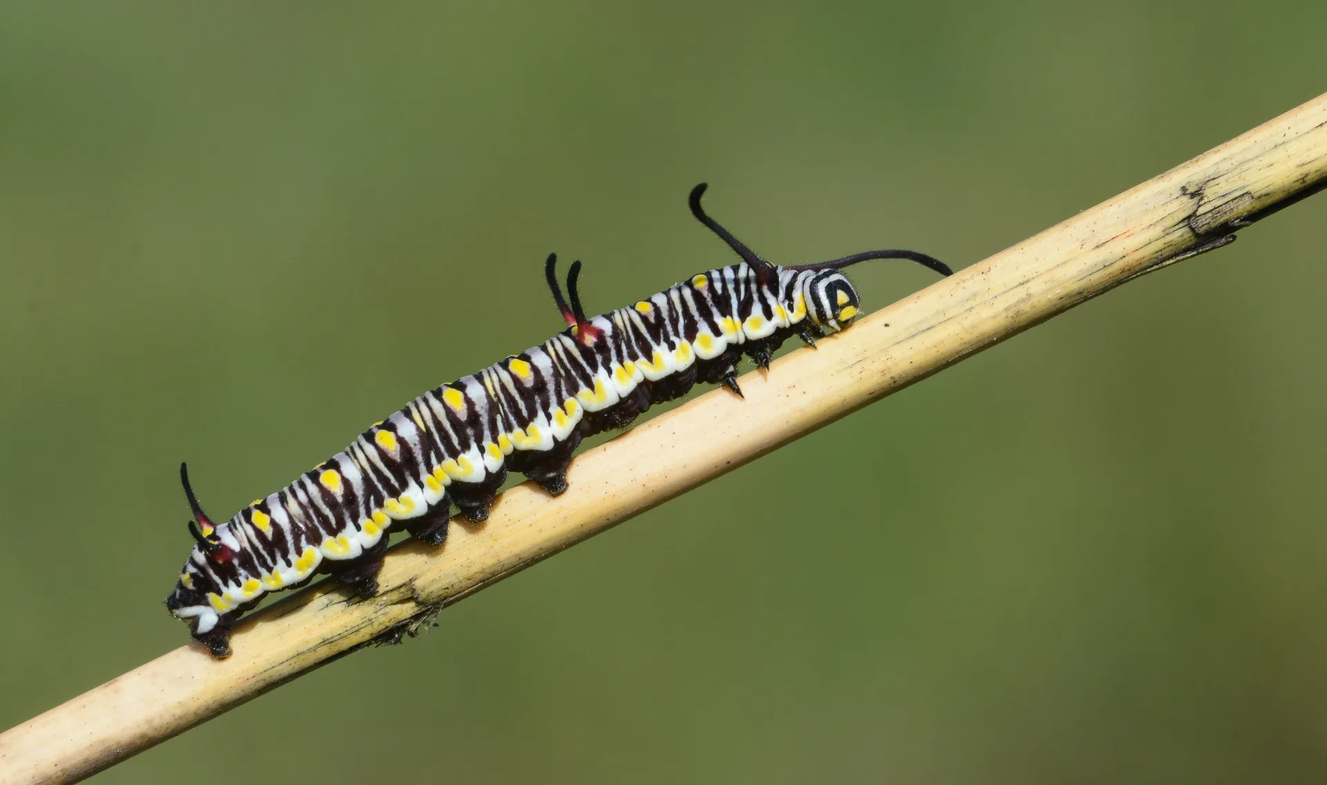 Danaus chrysippus (Sultan) butterfly photo