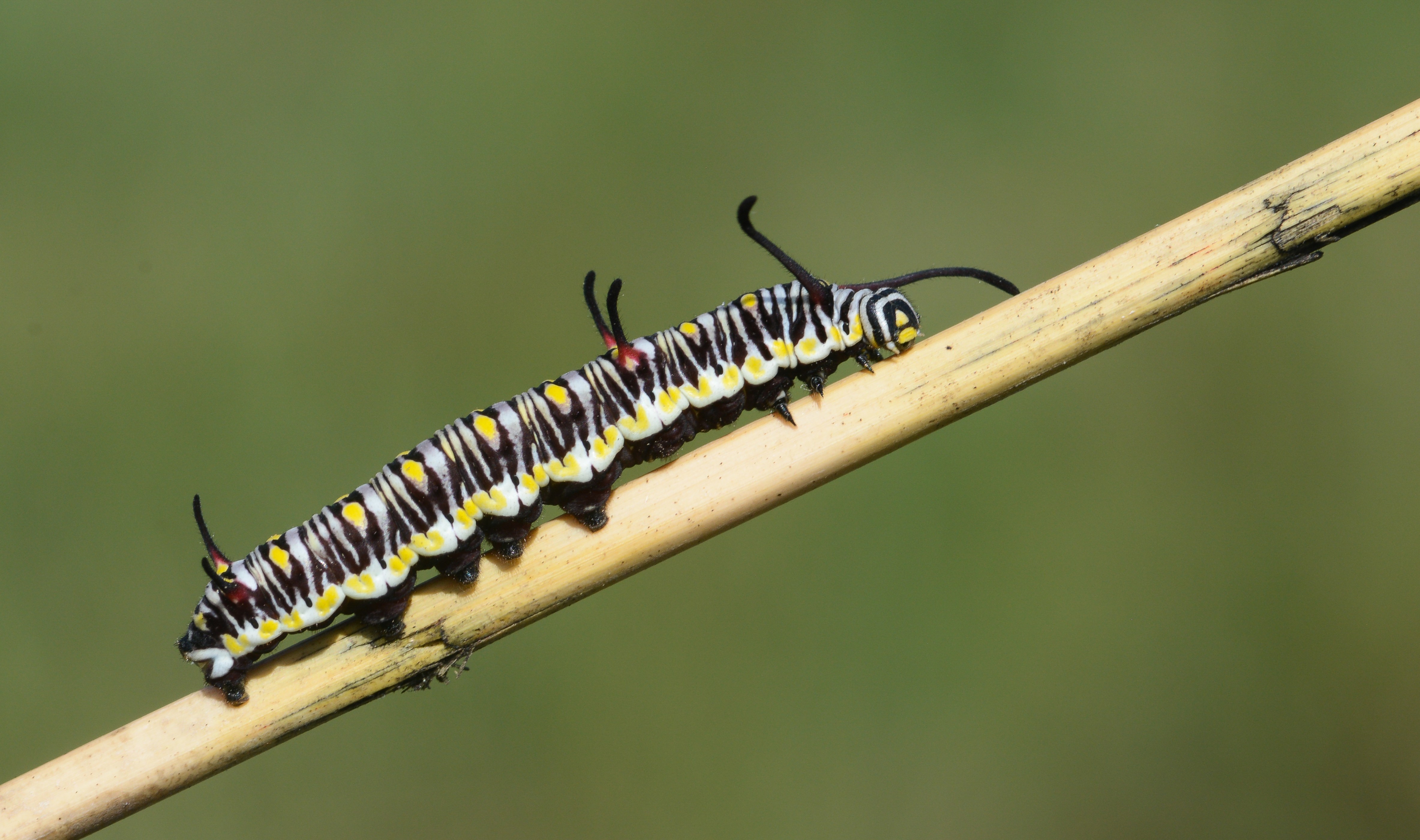 Danaus chrysippus (Sultan) butterfly photo