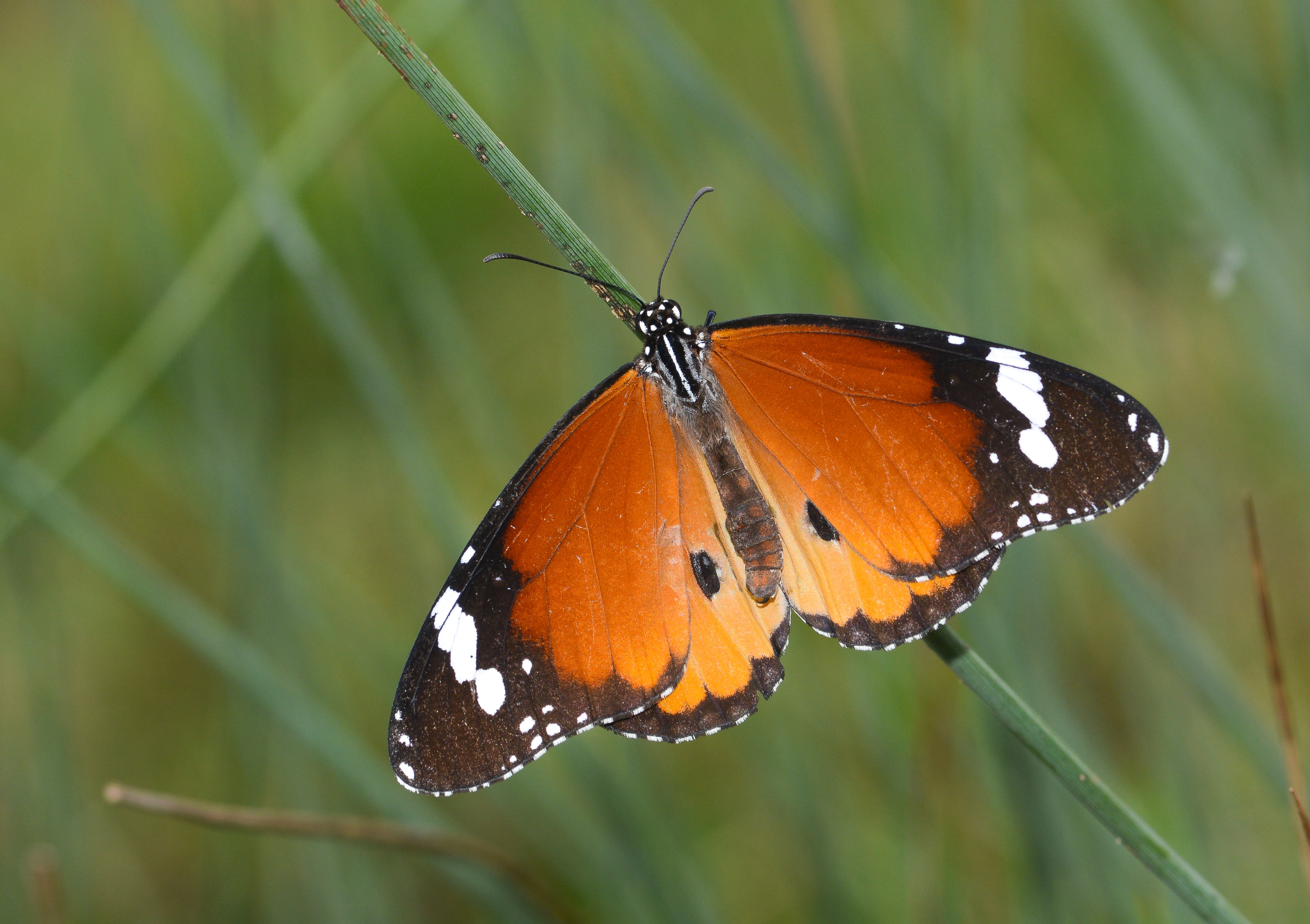 Danaus chrysippus (Sultan) butterfly photo