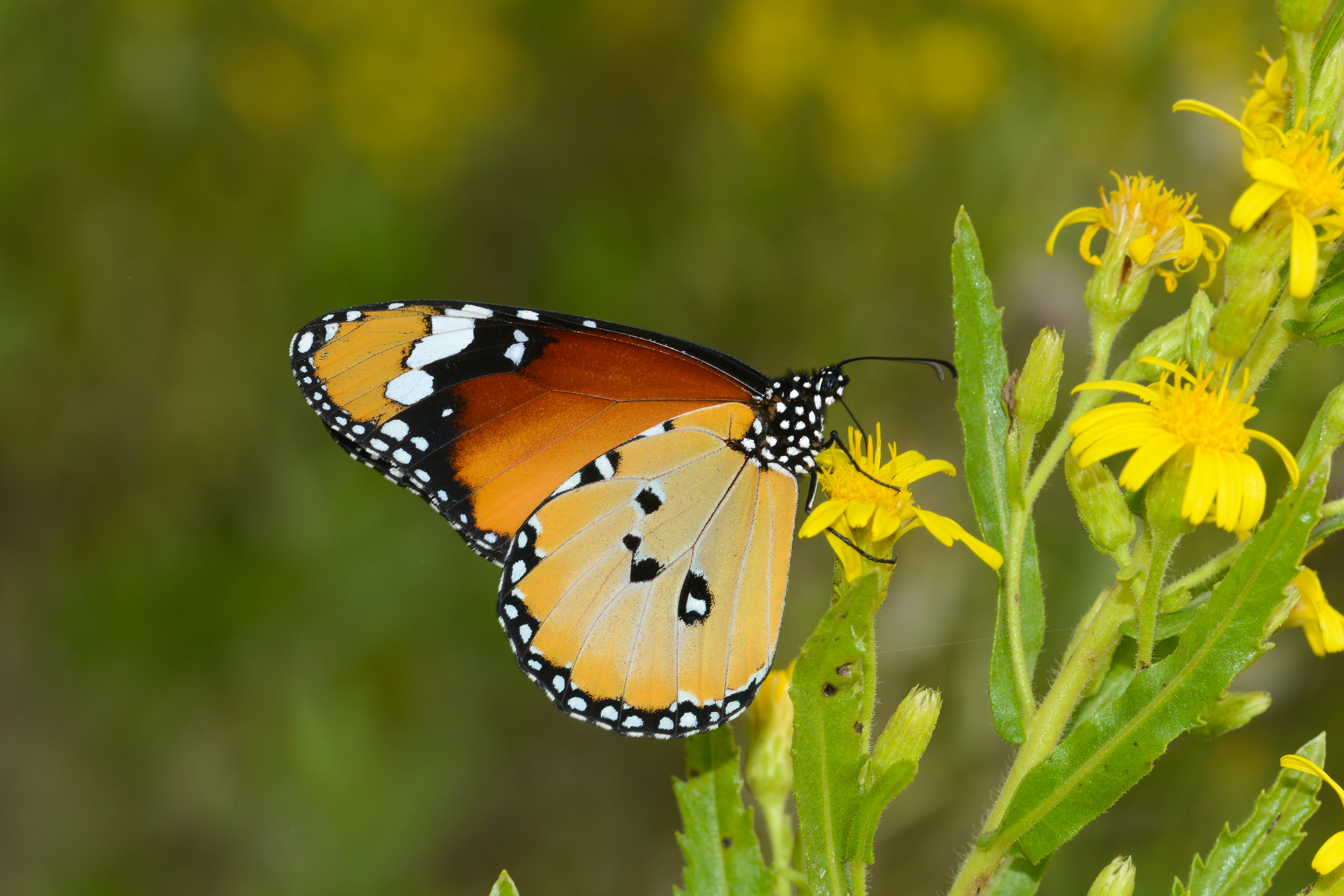 Danaus chrysippus (Sultan) butterfly photo