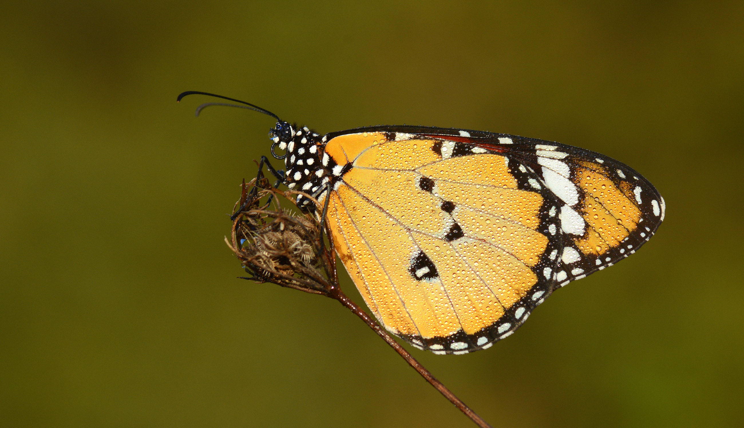 Danaus chrysippus (Sultan) butterfly photo