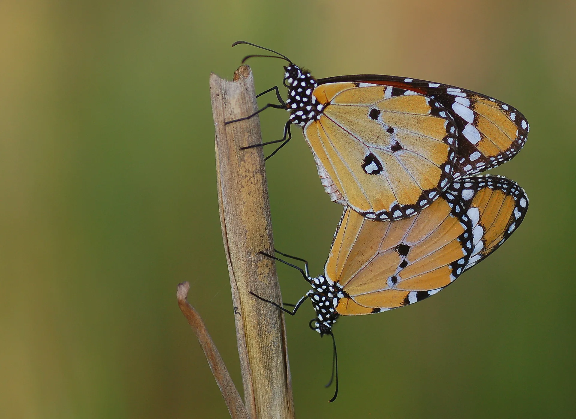 Danaus chrysippus (Sultan) butterfly photo