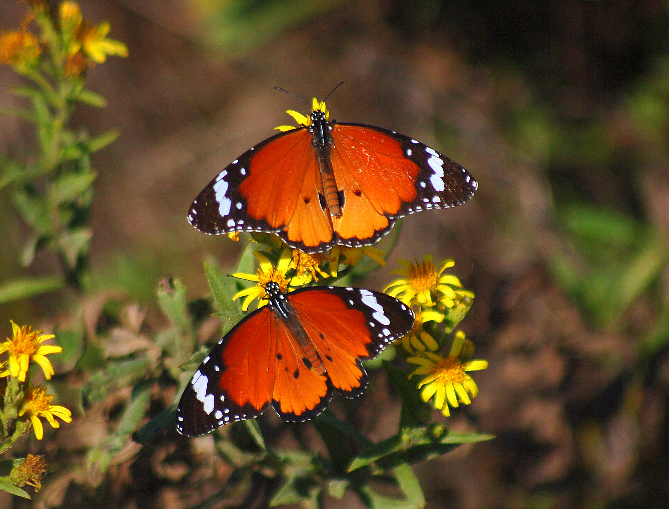 Danaus chrysippus (Sultan) butterfly photo
