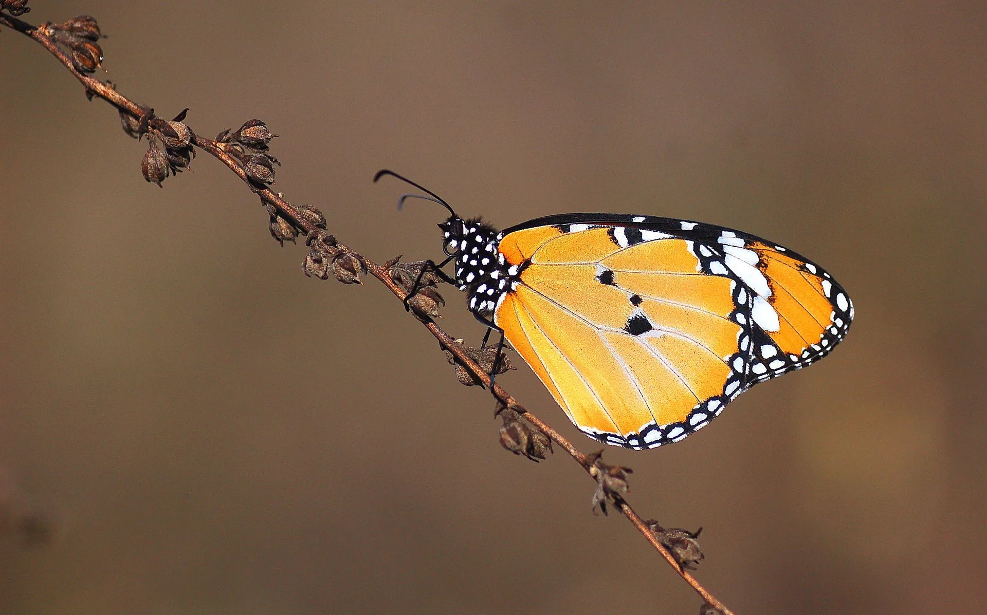 Danaus chrysippus (Sultan) butterfly photo