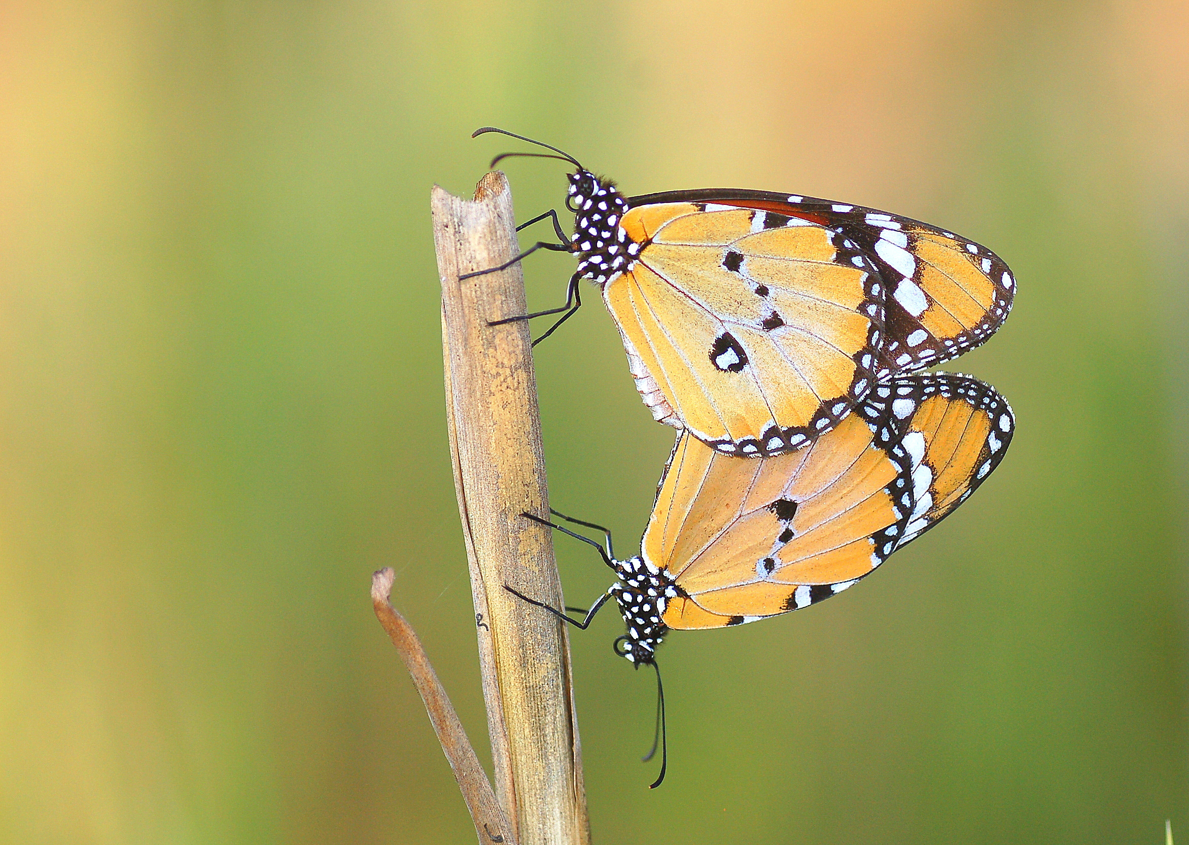 Danaus chrysippus (Sultan) butterfly photo