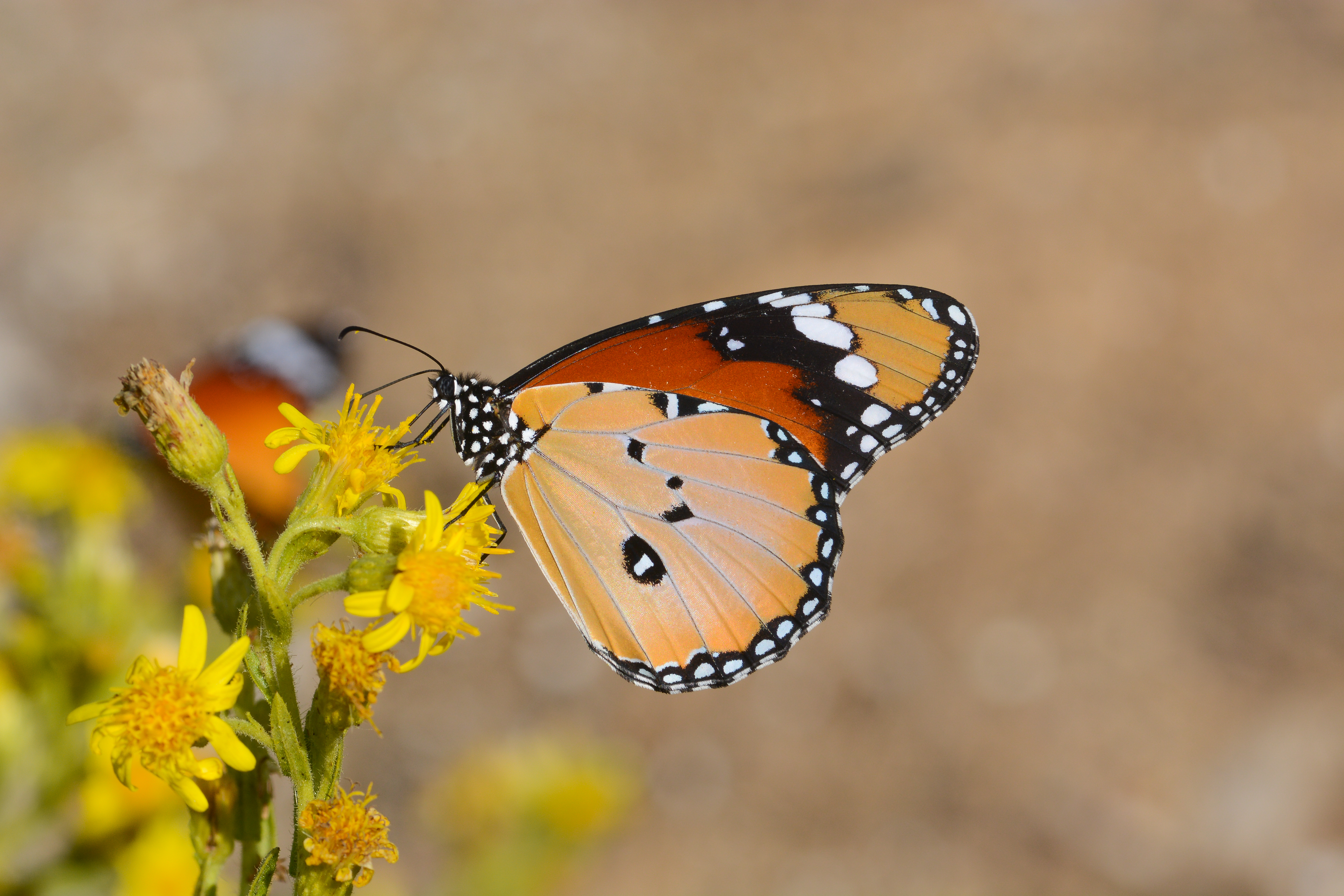 Danaus chrysippus (Sultan) butterfly photo
