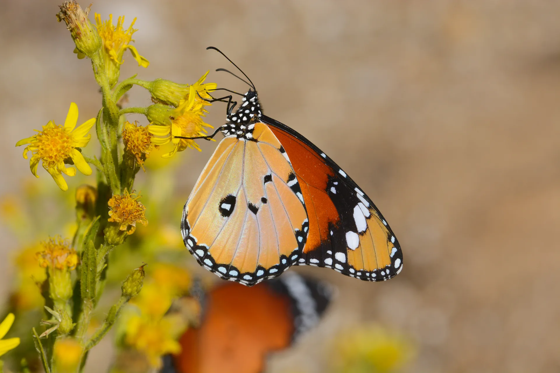 Danaus chrysippus (Sultan) butterfly photo