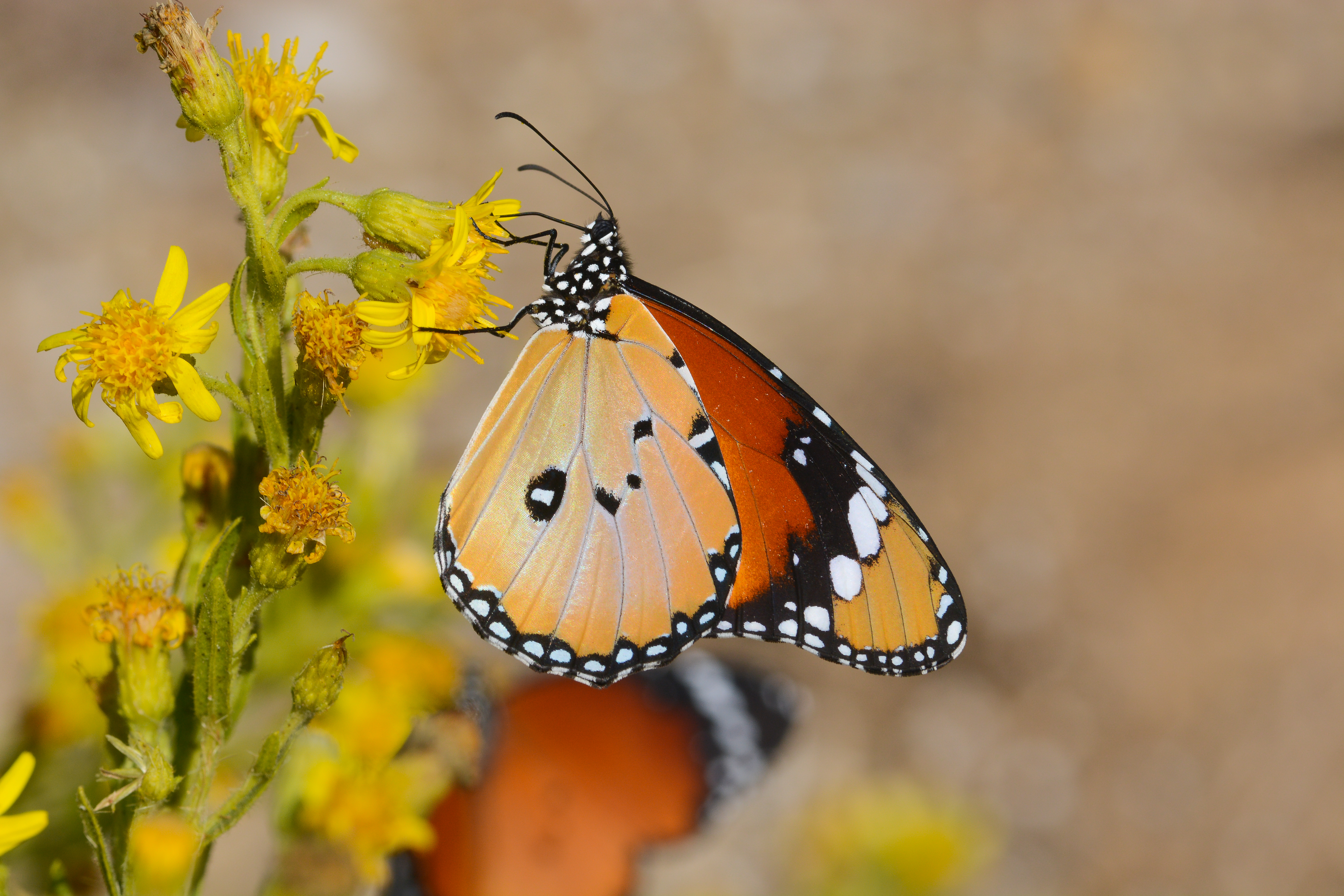 Danaus chrysippus (Sultan) butterfly photo