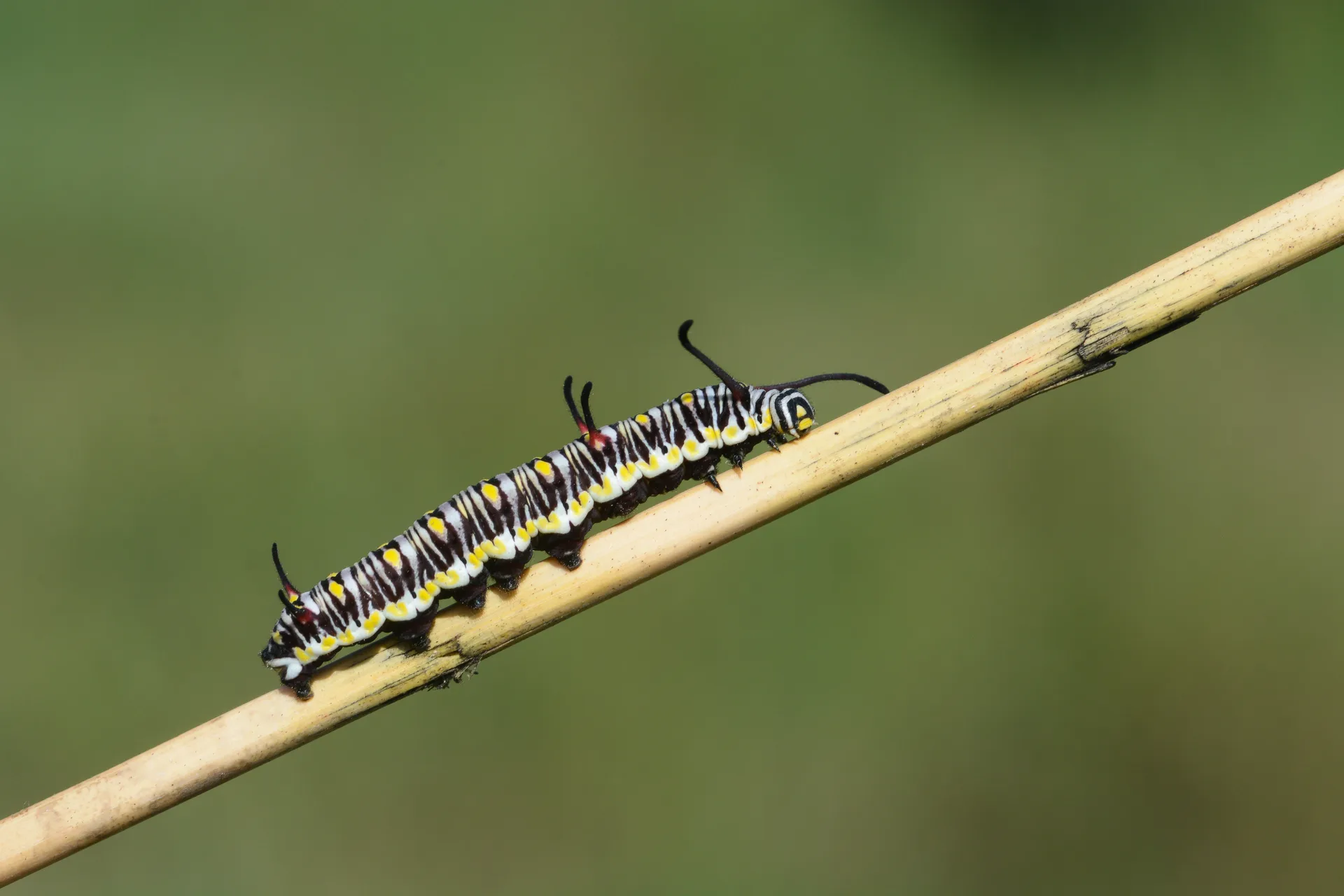 Danaus chrysippus (Sultan) butterfly photo