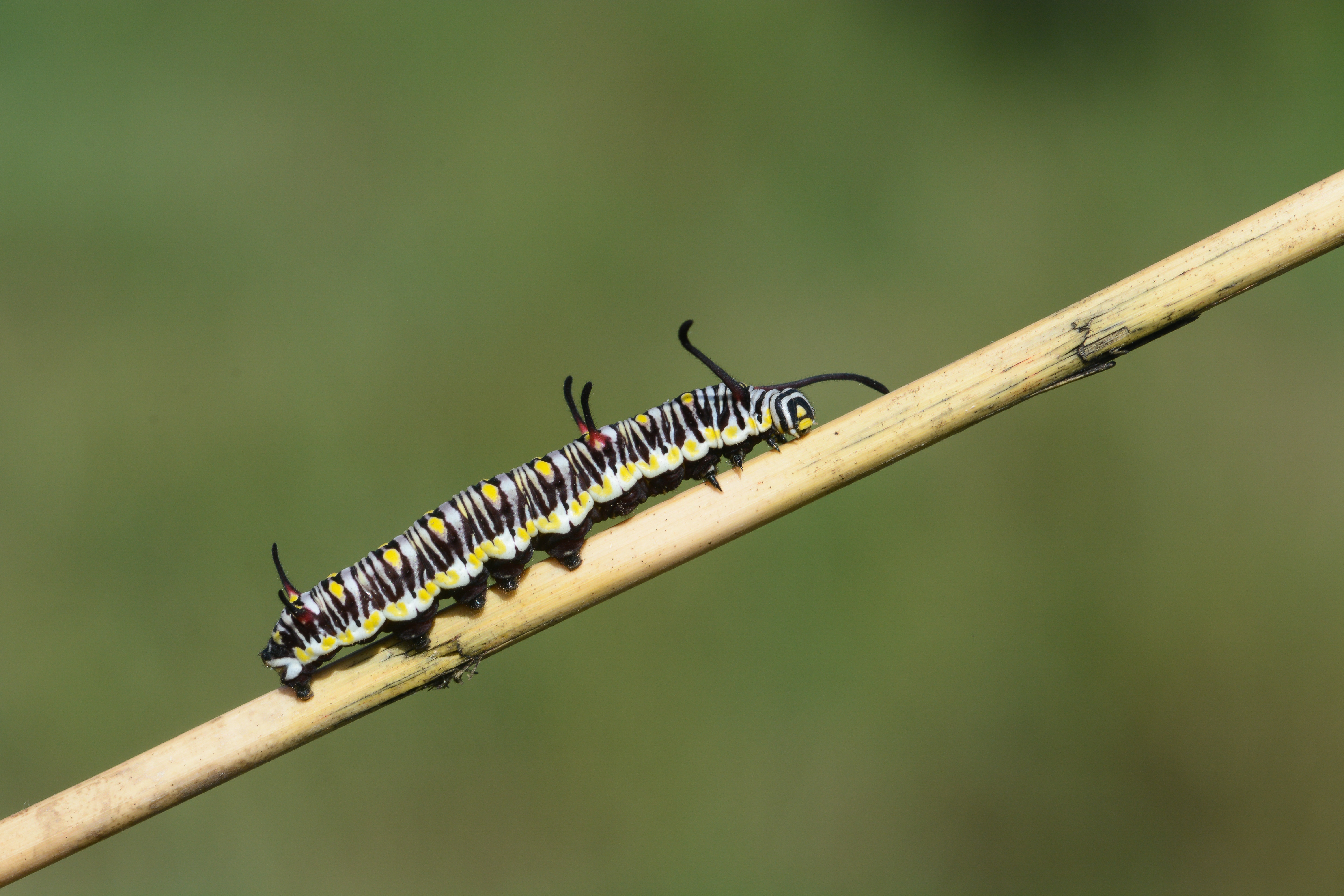 Danaus chrysippus (Sultan) butterfly photo