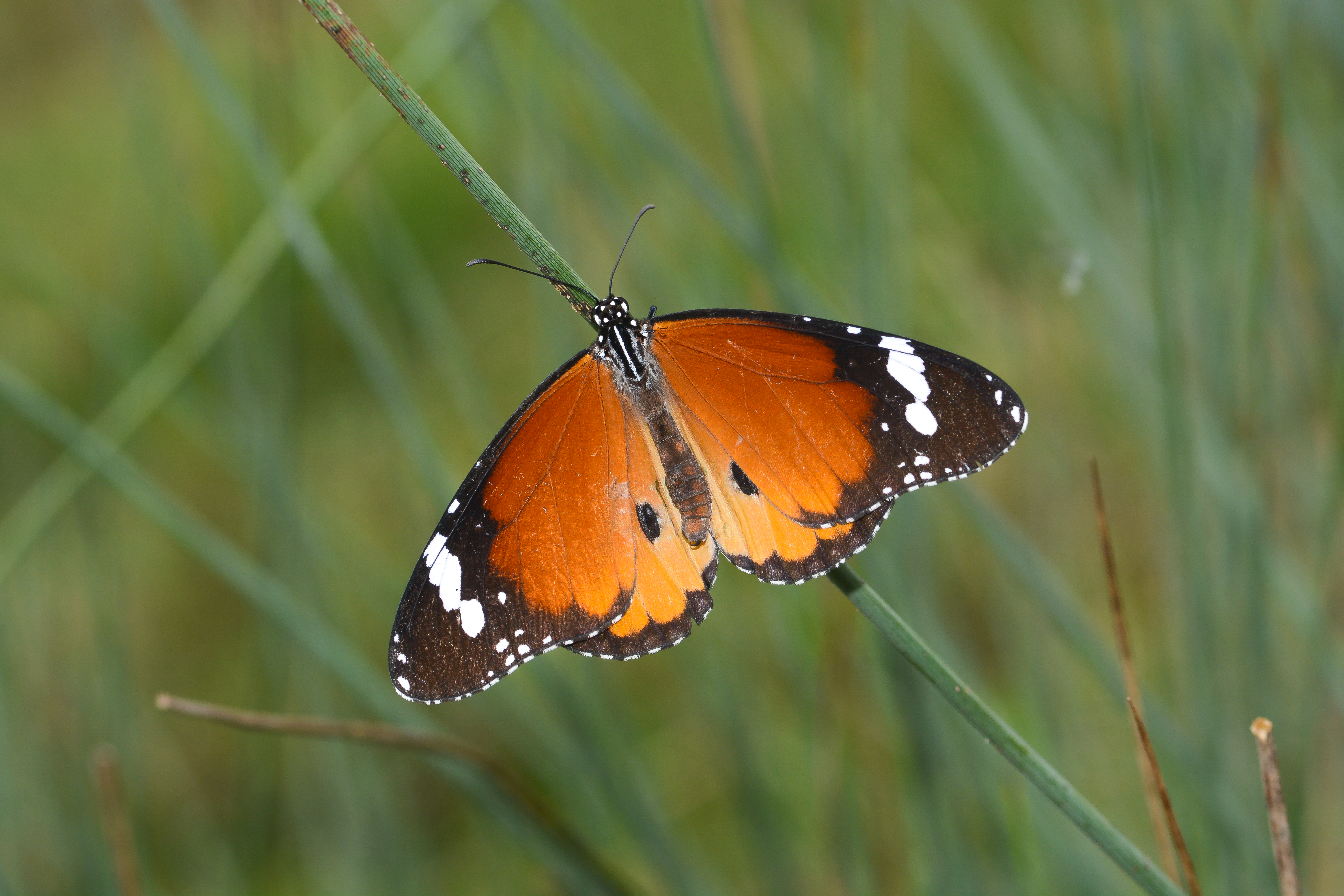 Danaus chrysippus (Sultan) butterfly photo
