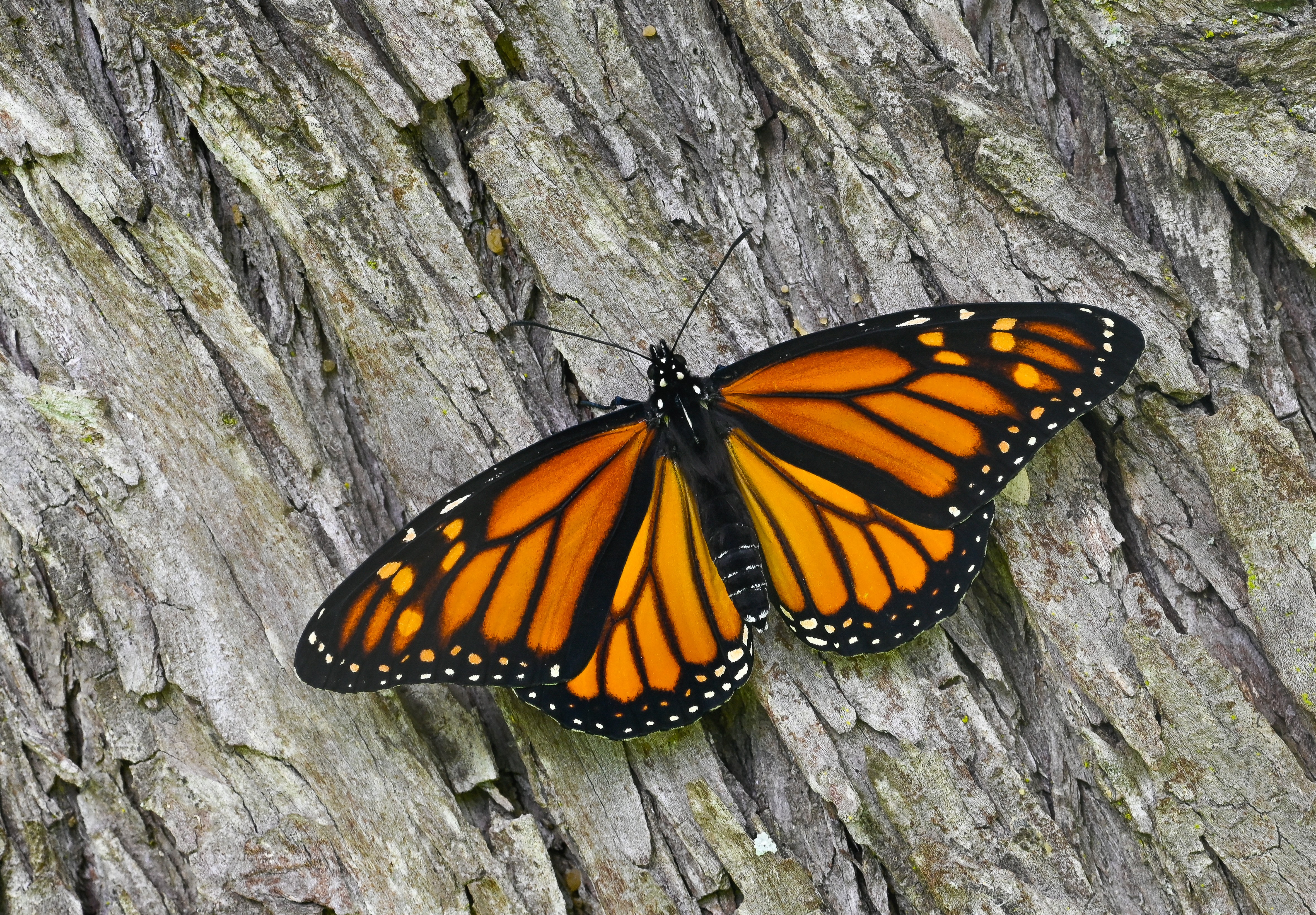 Danaus plexippus butterfly photo