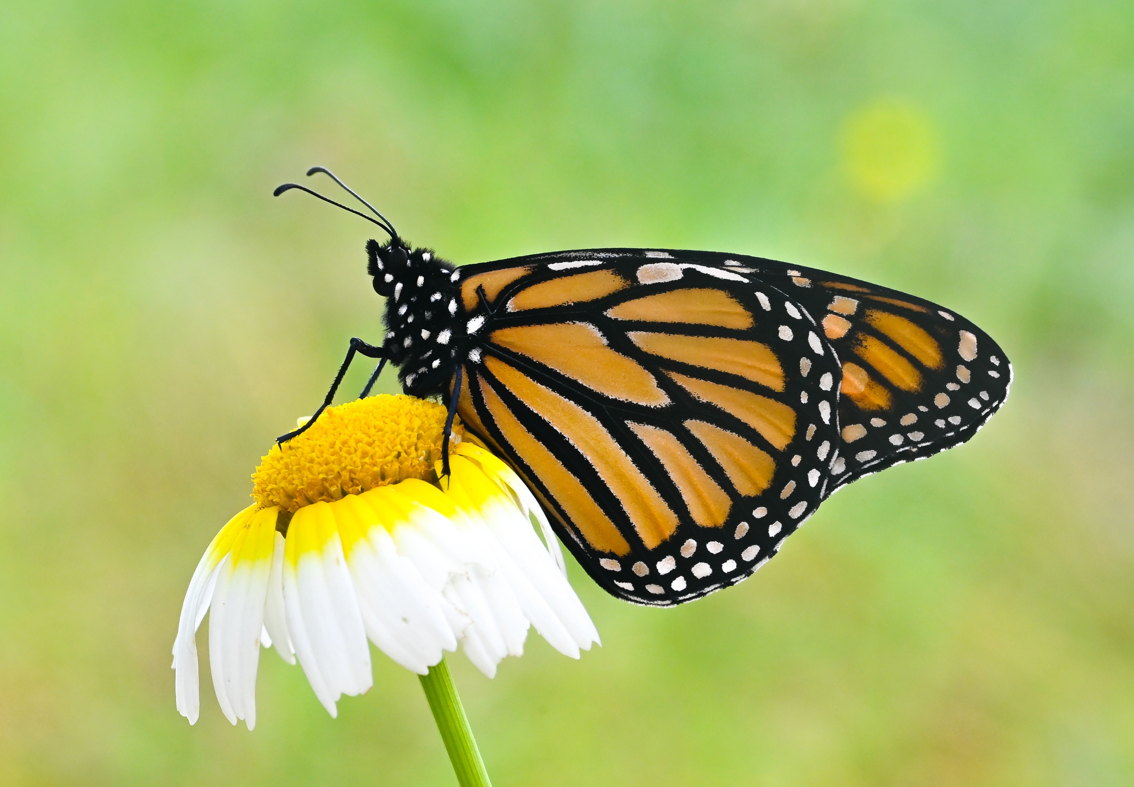 Danaus plexippus butterfly photo
