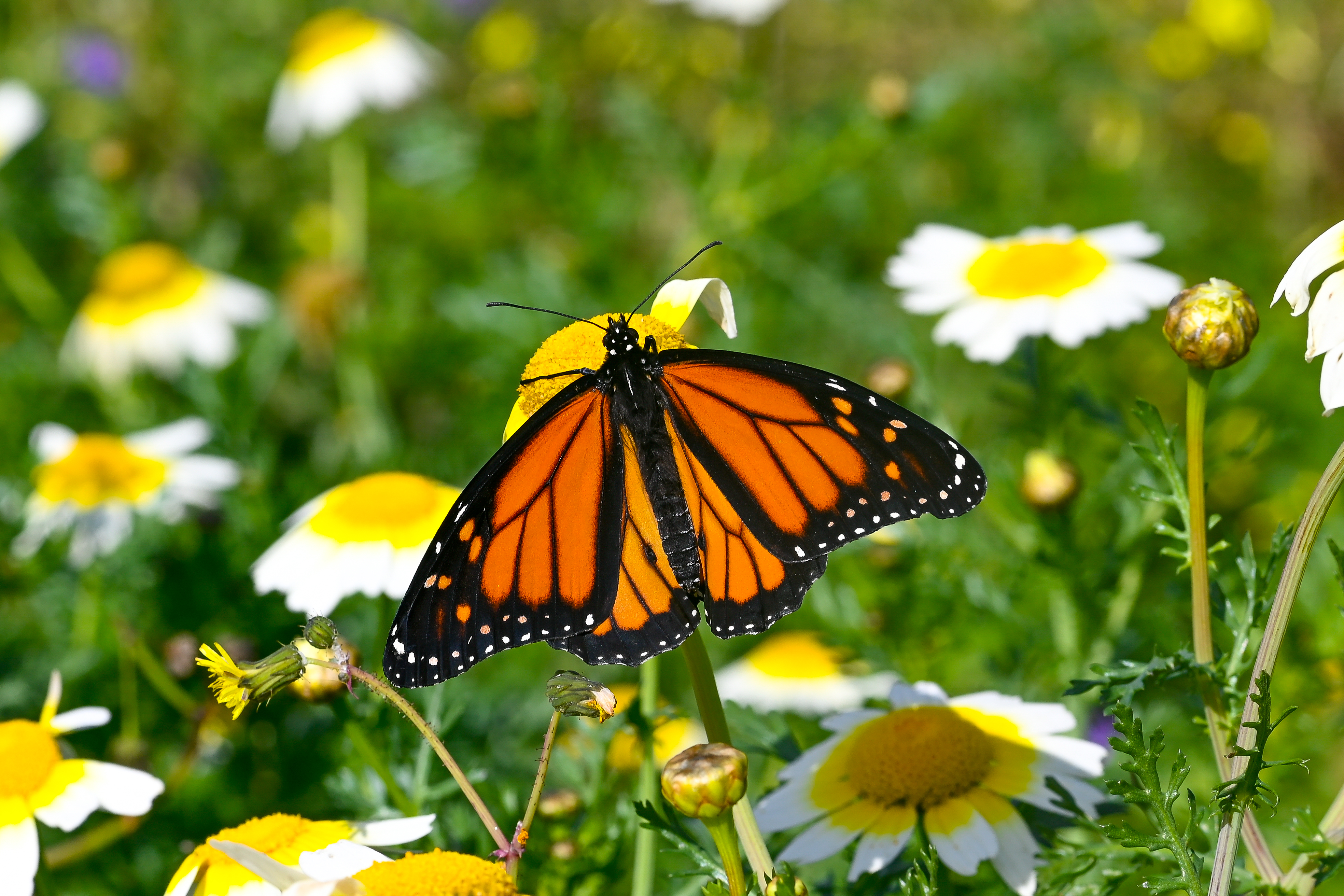 Danaus plexippus butterfly photo