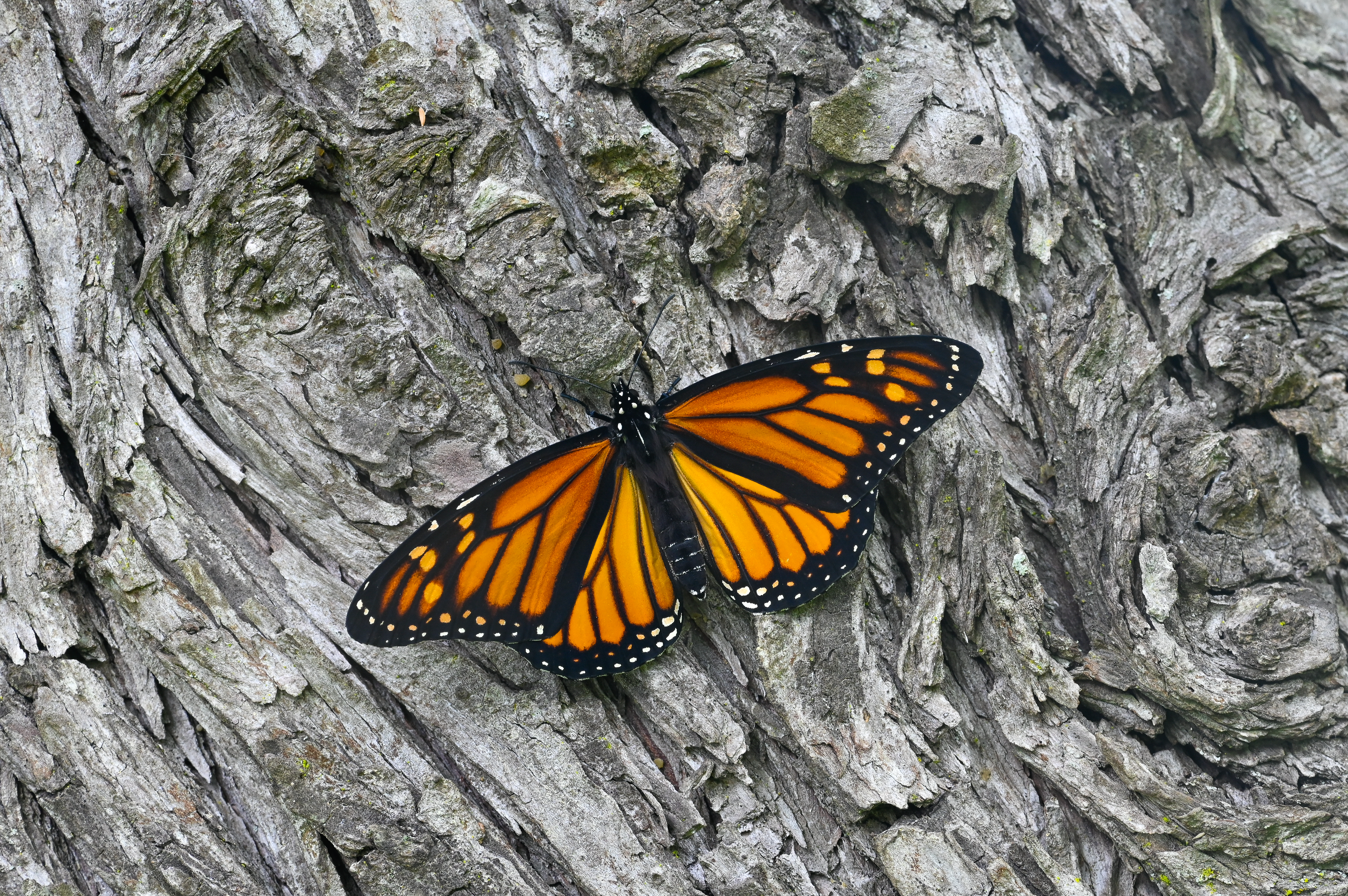 Danaus plexippus butterfly photo