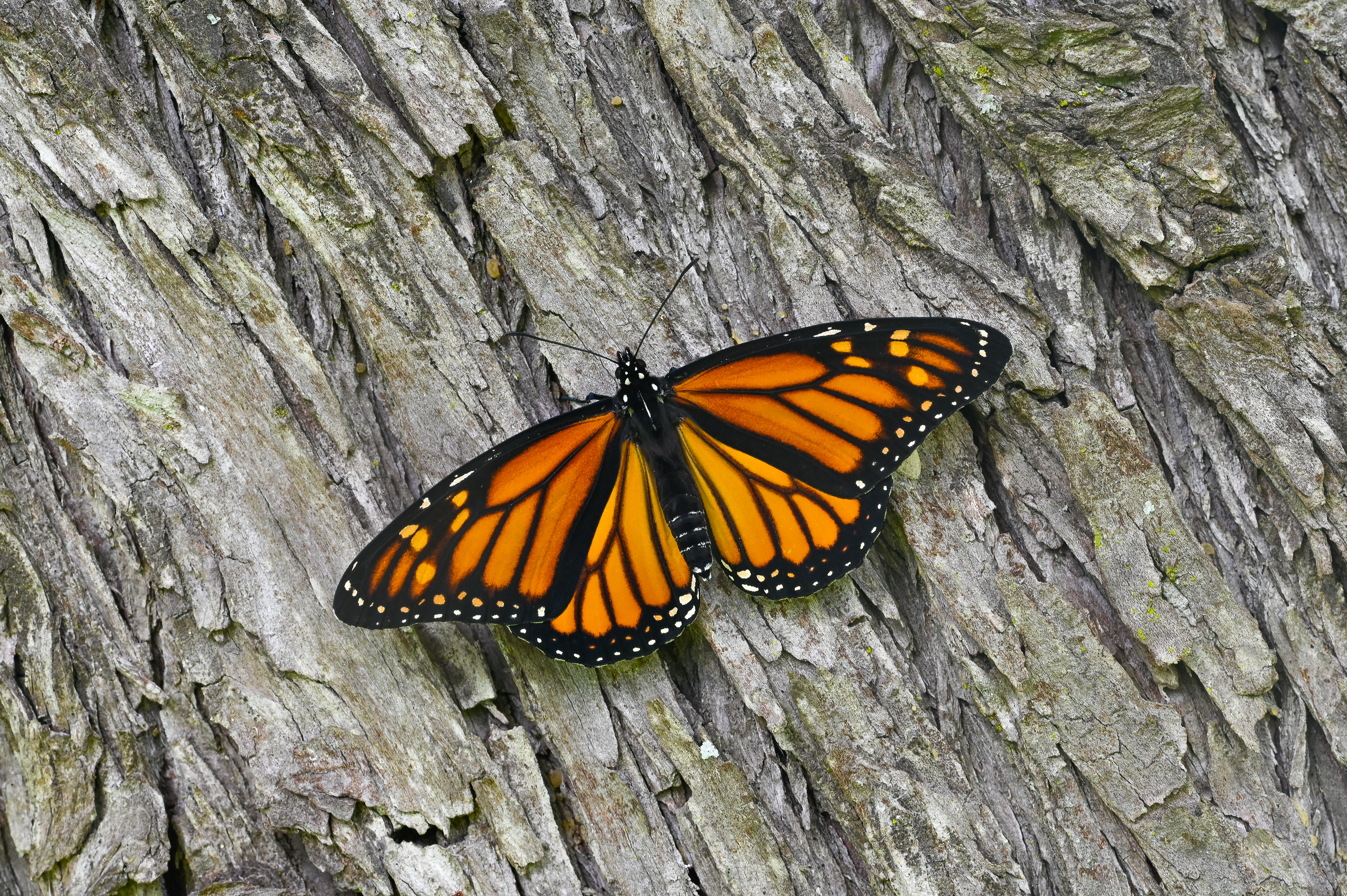 Danaus plexippus butterfly photo