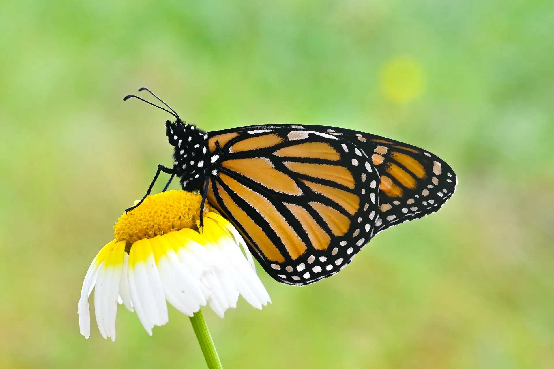 Danaus plexippus butterfly photo