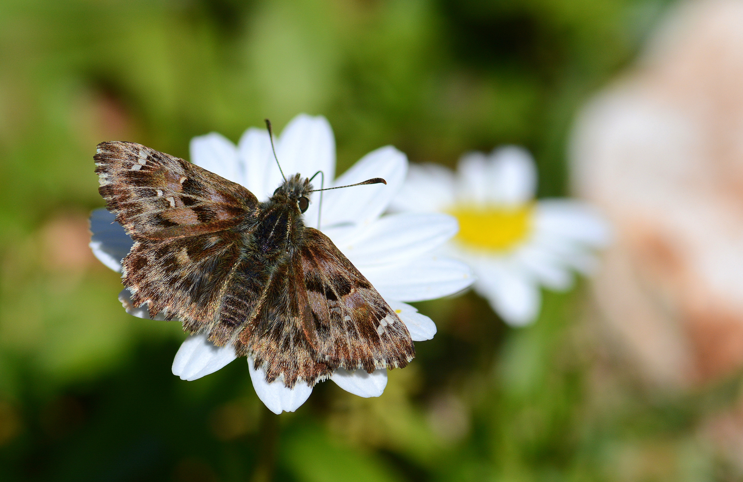 Carcharodus alceae (Hatmi Zıpzıpı) butterfly photo