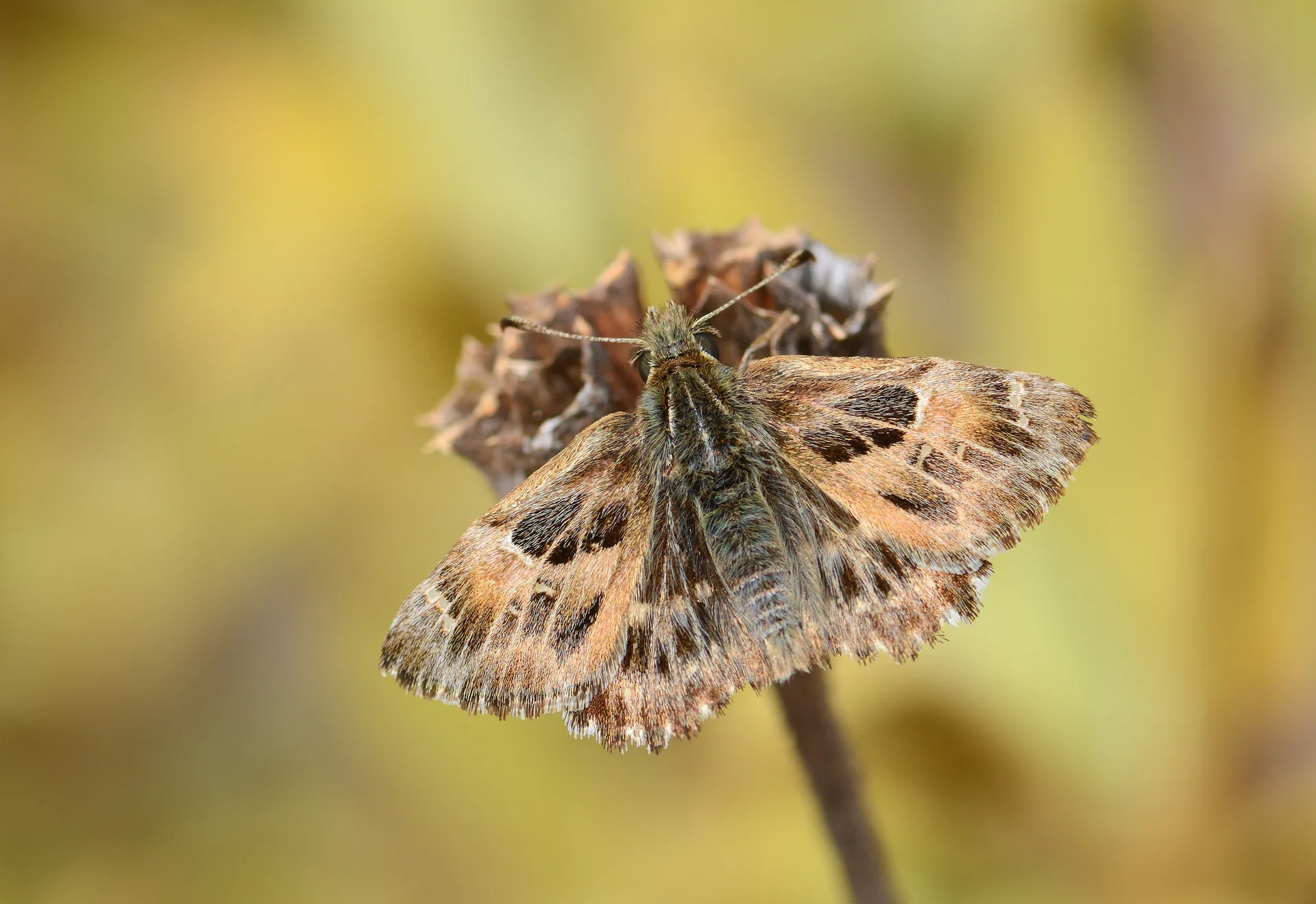 Carcharodus alceae (Hatmi ZÄ±pzÄ±pÄ±) butterfly photo