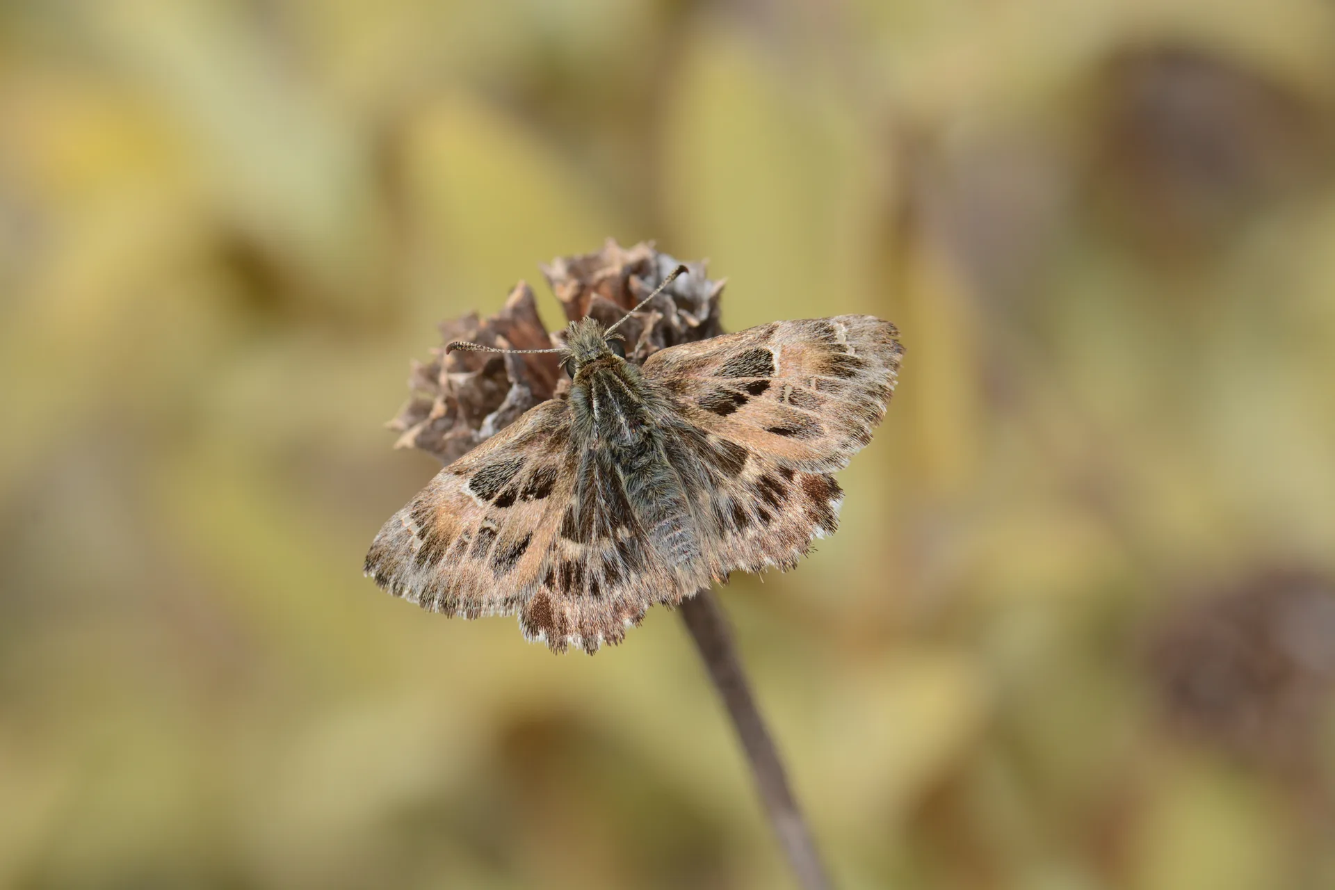 Carcharodus alceae (Hatmi ZÄ±pzÄ±pÄ±) butterfly photo