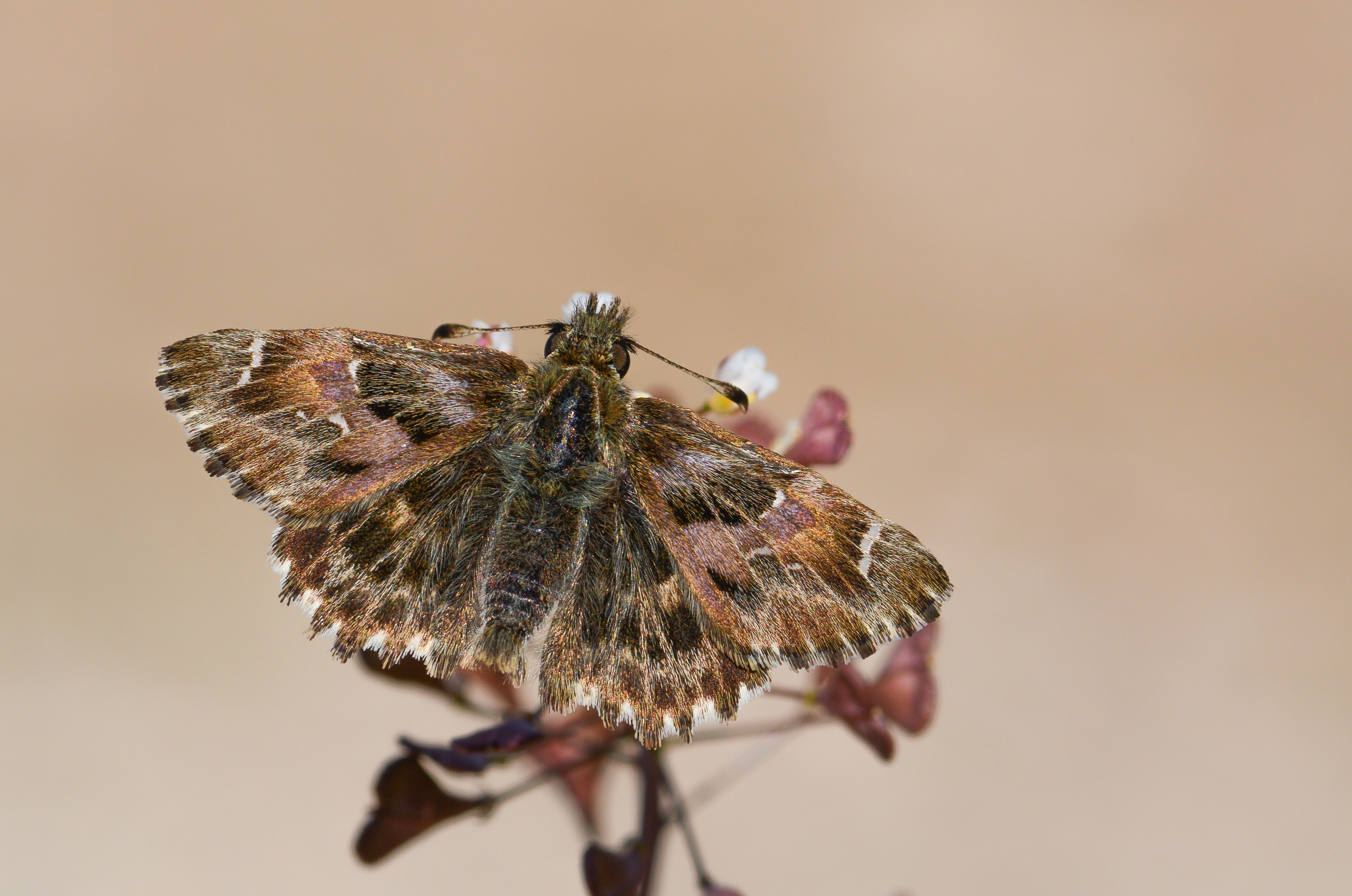 Carcharodus alceae (Hatmi Zıpzıpı) butterfly photo