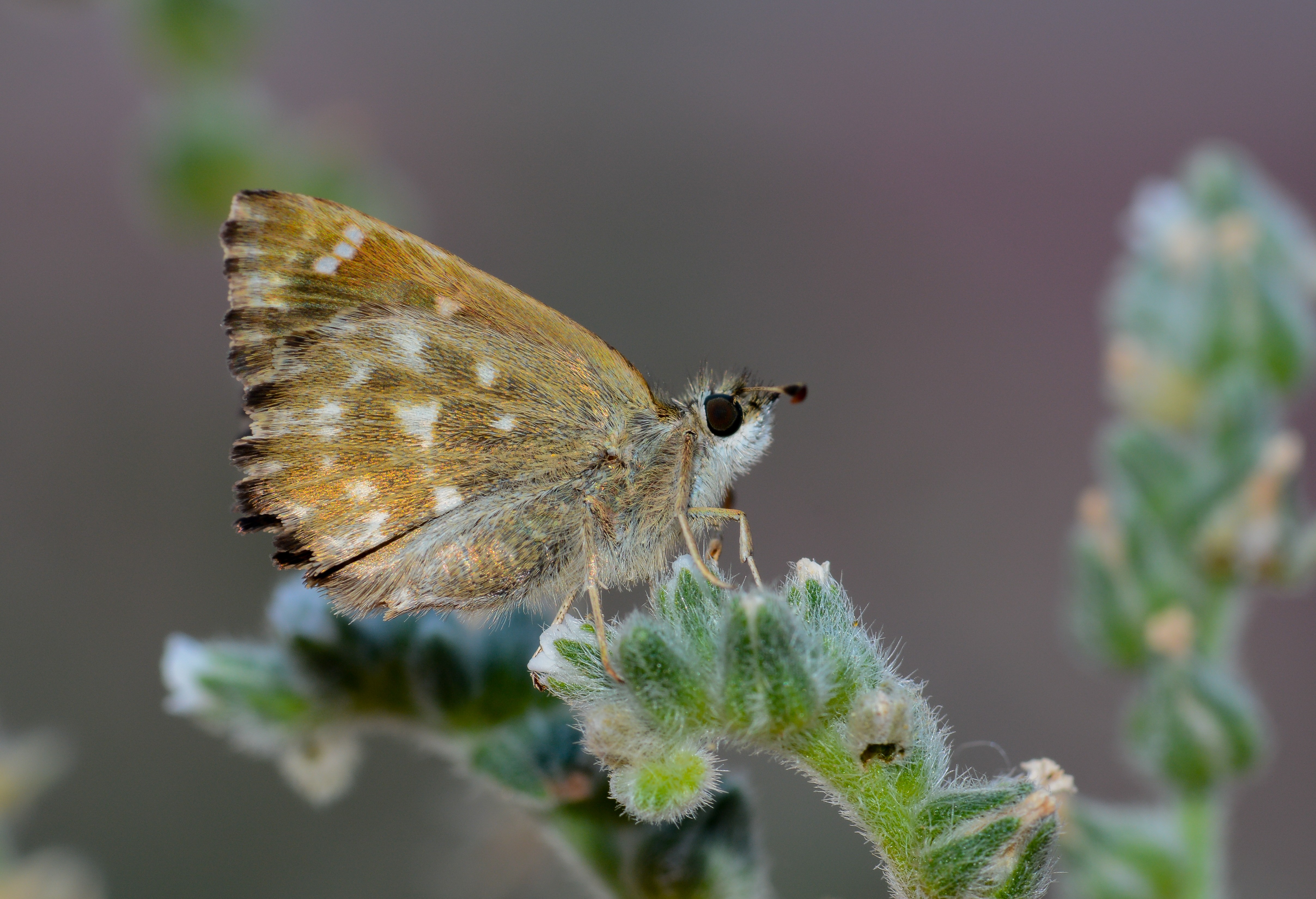 Carcharodus alceae (Hatmi Zıpzıpı) butterfly photo