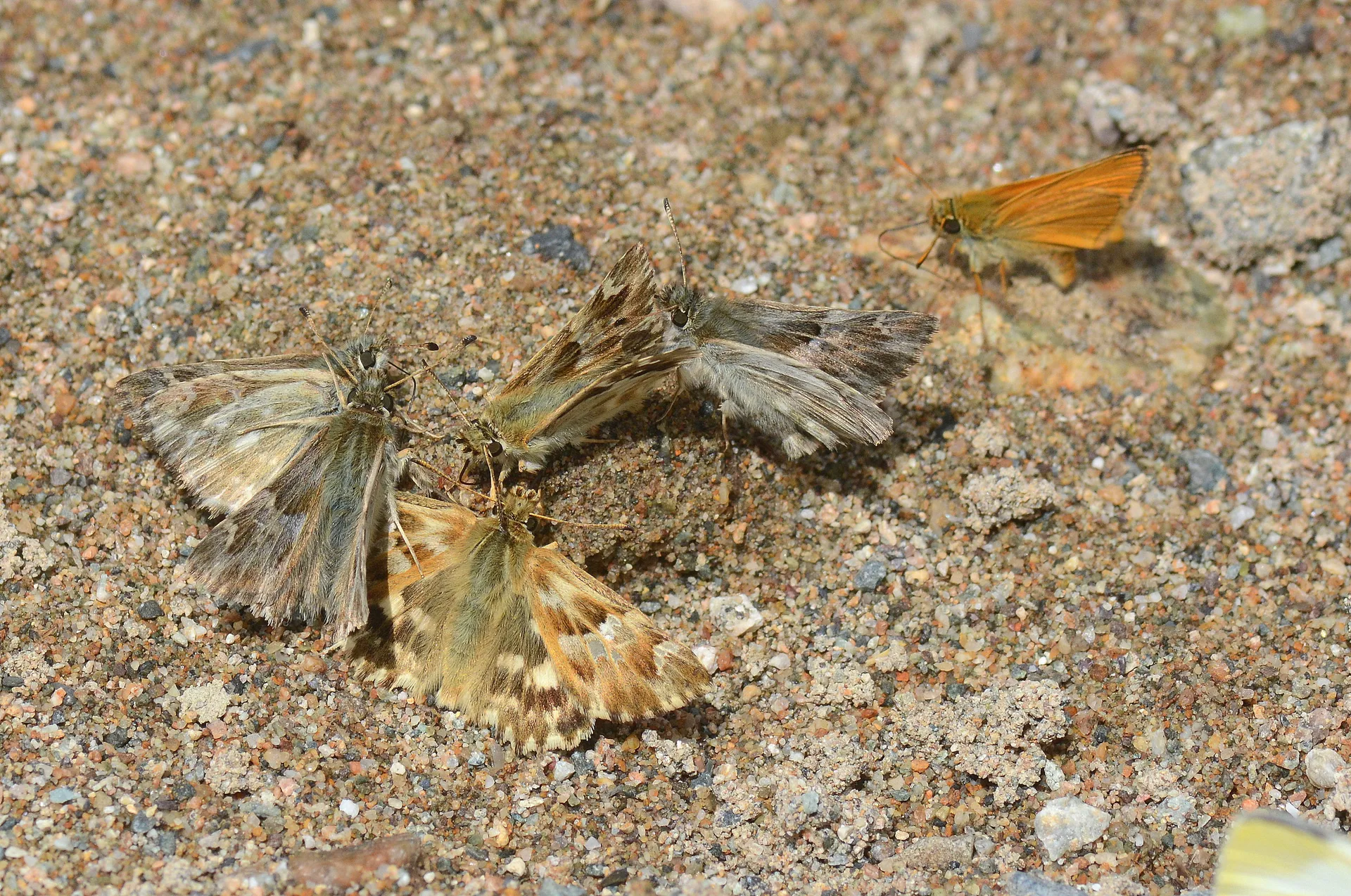 Carcharodus lavatherae (Mermer Zıpzıpı) butterfly photo