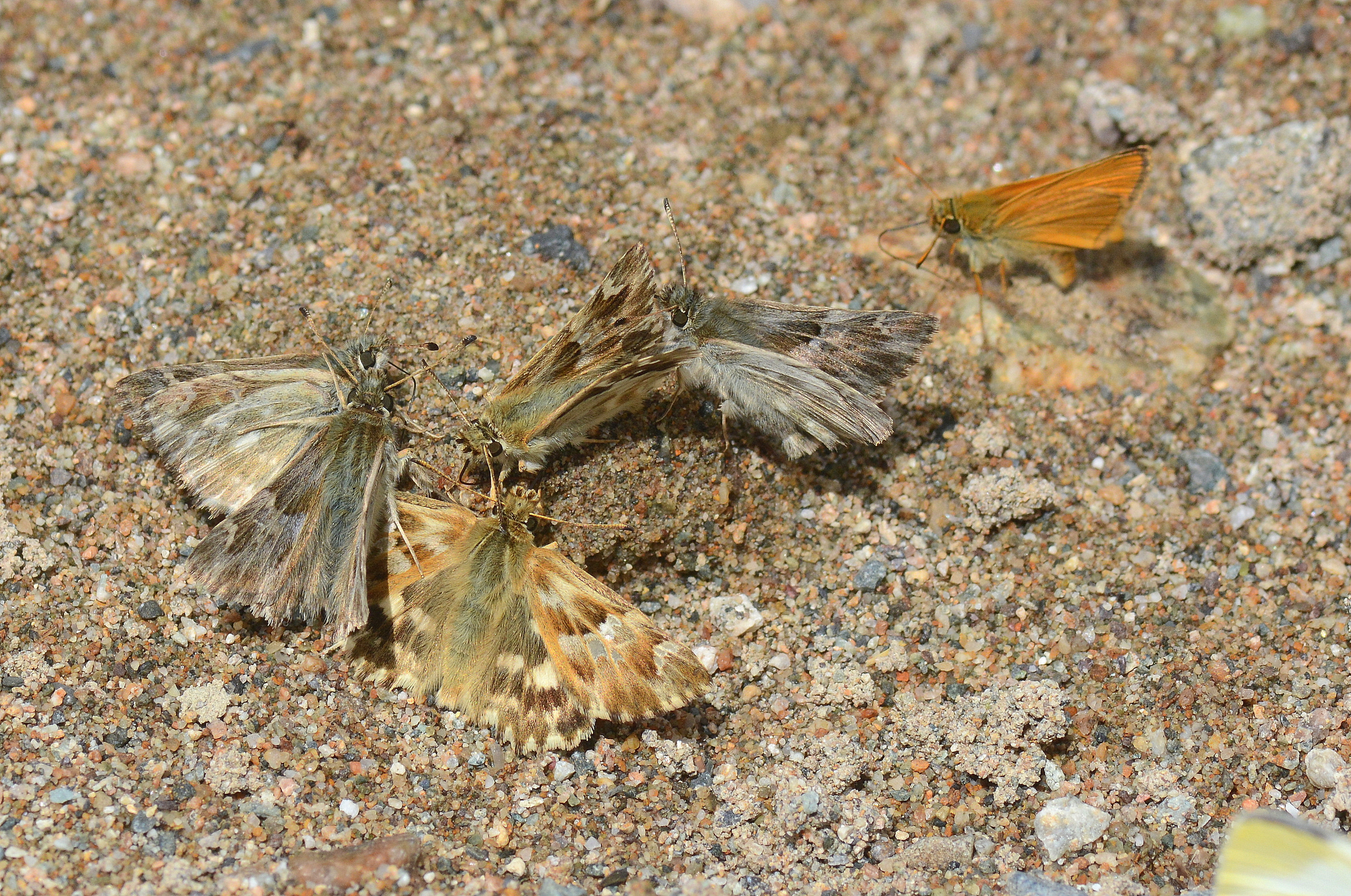 Carcharodus lavatherae (Mermer Zıpzıpı) butterfly photo
