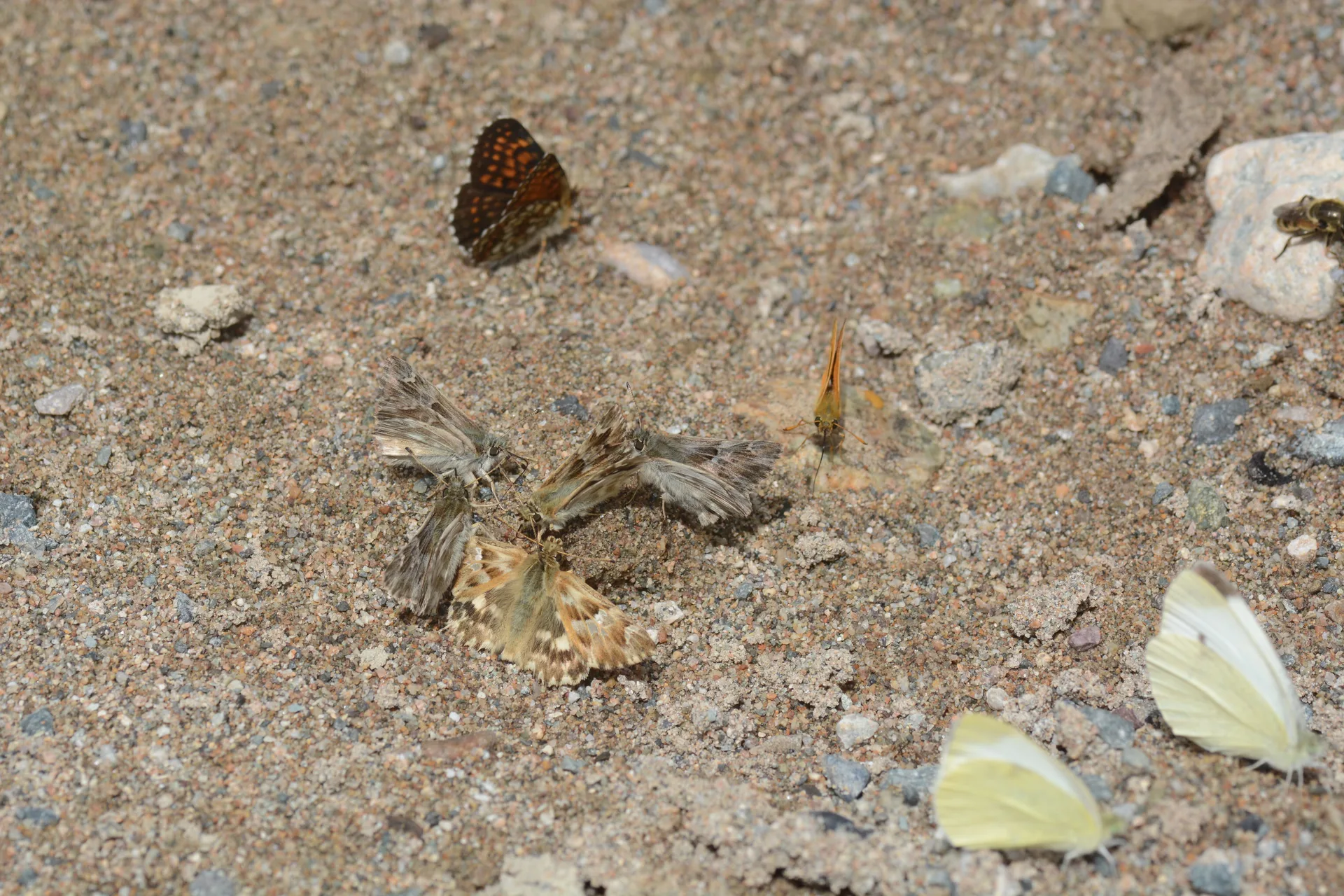 Carcharodus lavatherae (Mermer ZÄ±pzÄ±pÄ±) butterfly photo
