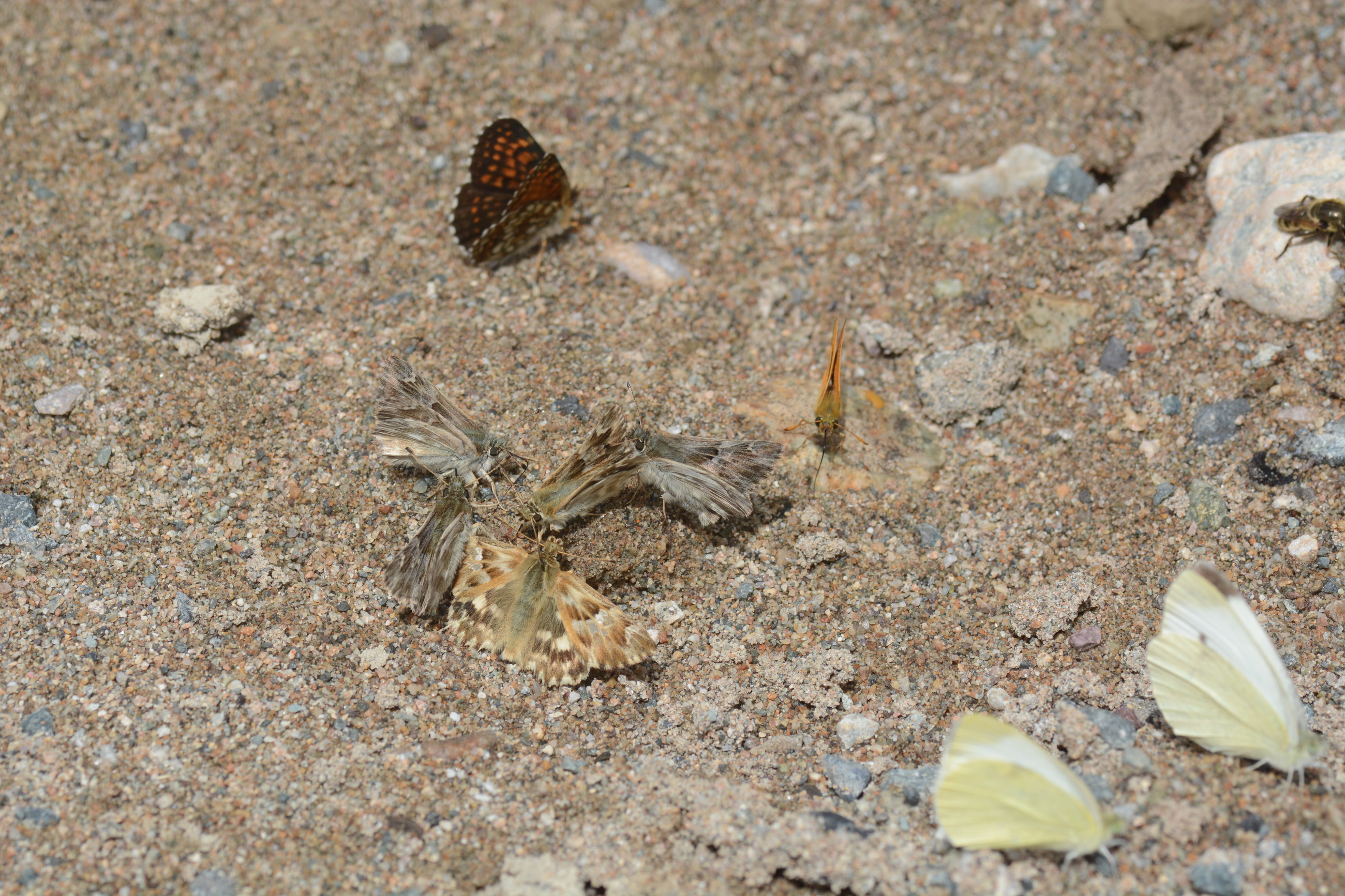 Carcharodus lavatherae (Mermer Zıpzıpı) butterfly photo