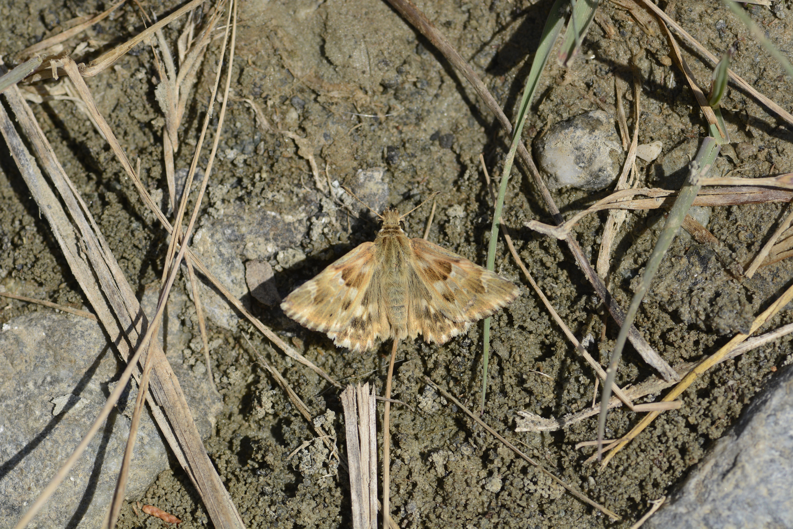 Carcharodus lavatherae (Mermer Zıpzıpı) butterfly photo