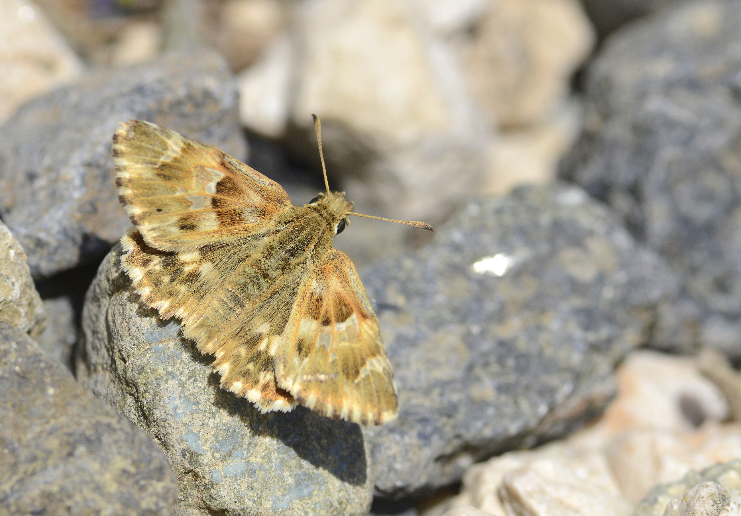 Carcharodus lavatherae (Mermer Zıpzıpı) butterfly photo