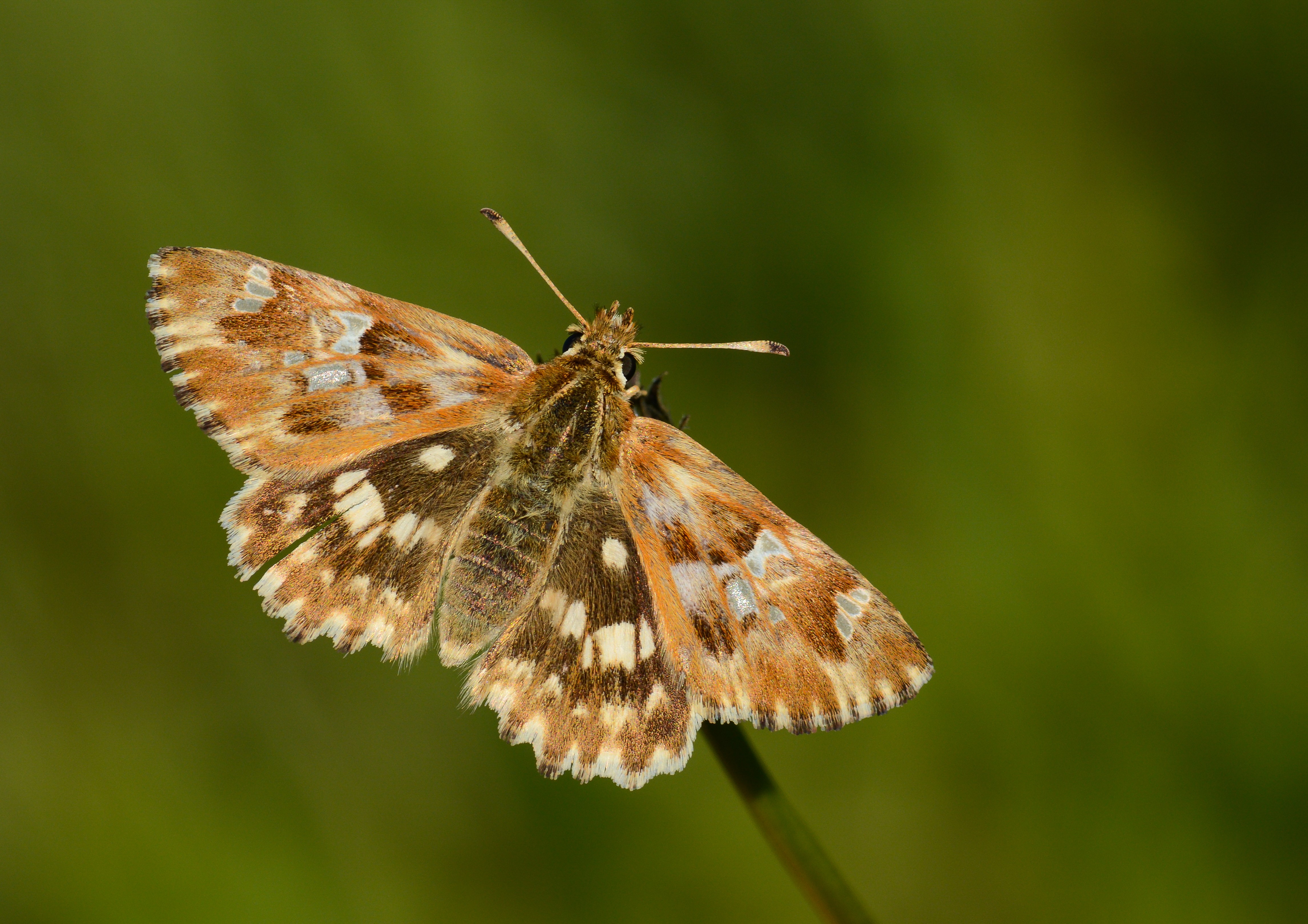 Carcharodus lavatherae (Mermer Zıpzıpı) butterfly photo
