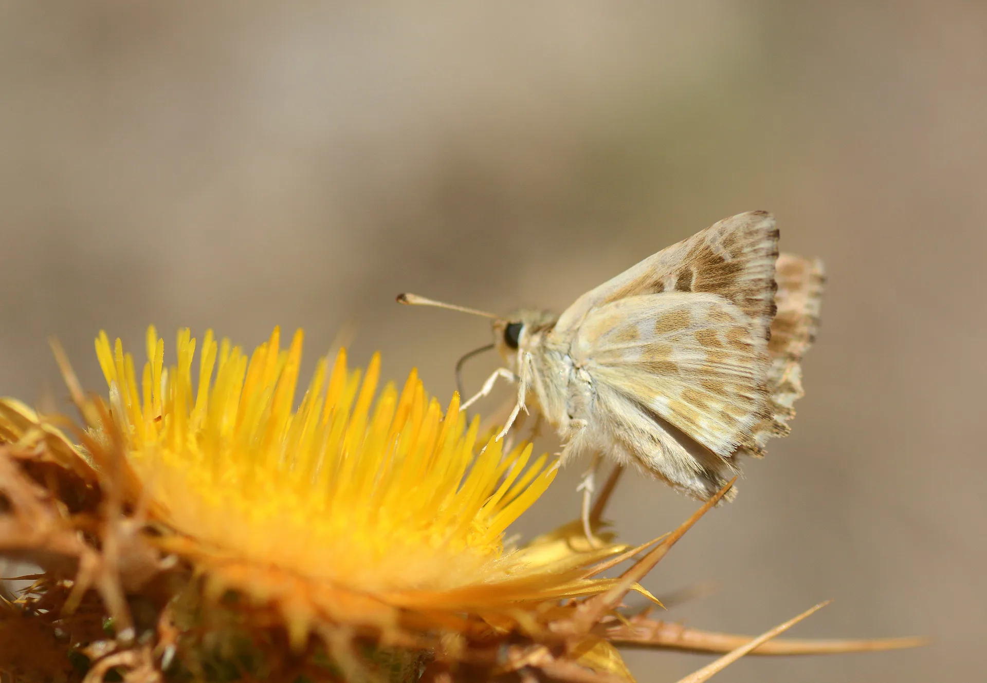 Carcharodus orientalis (Åark Zıpzıpı) butterfly photo
