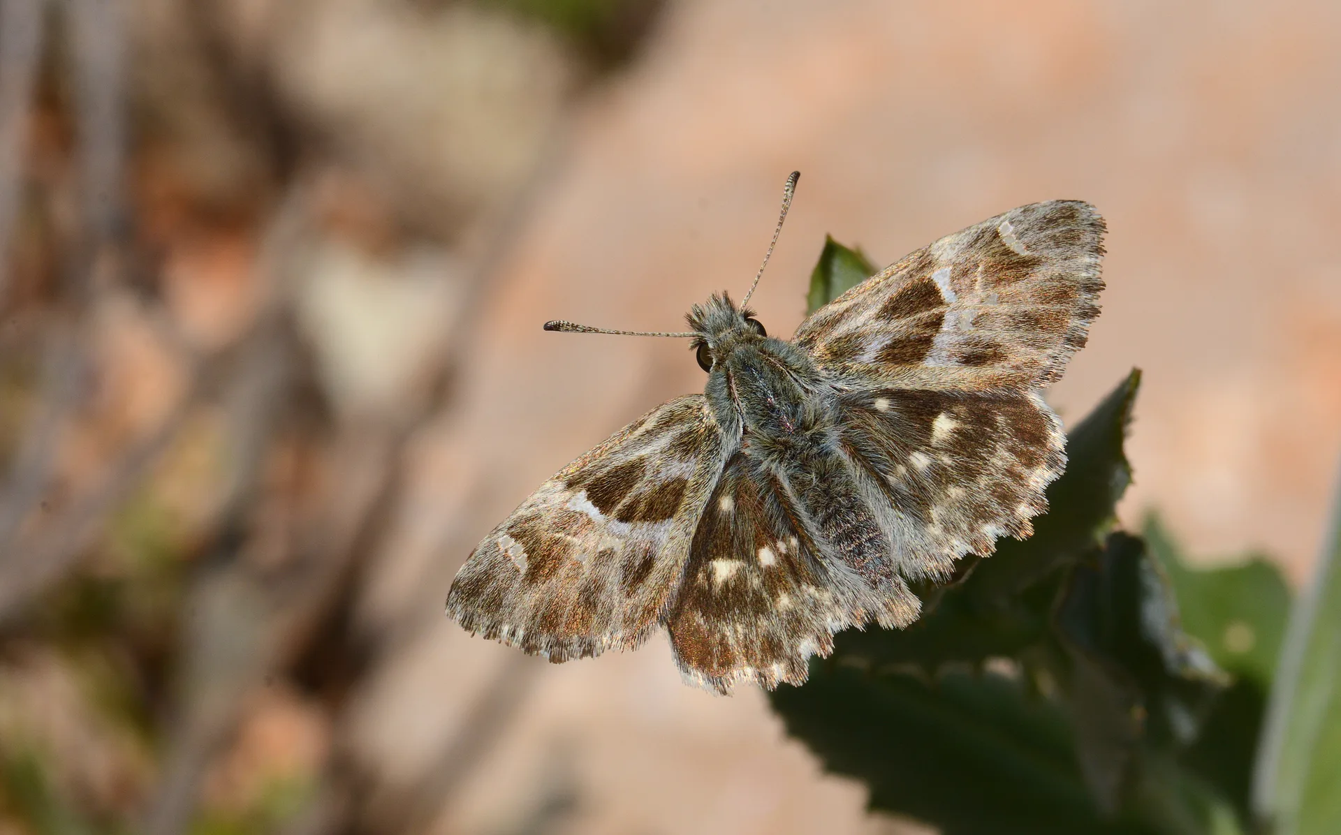 Carcharodus orientalis (Åark ZÄ±pzÄ±pÄ±) butterfly photo
