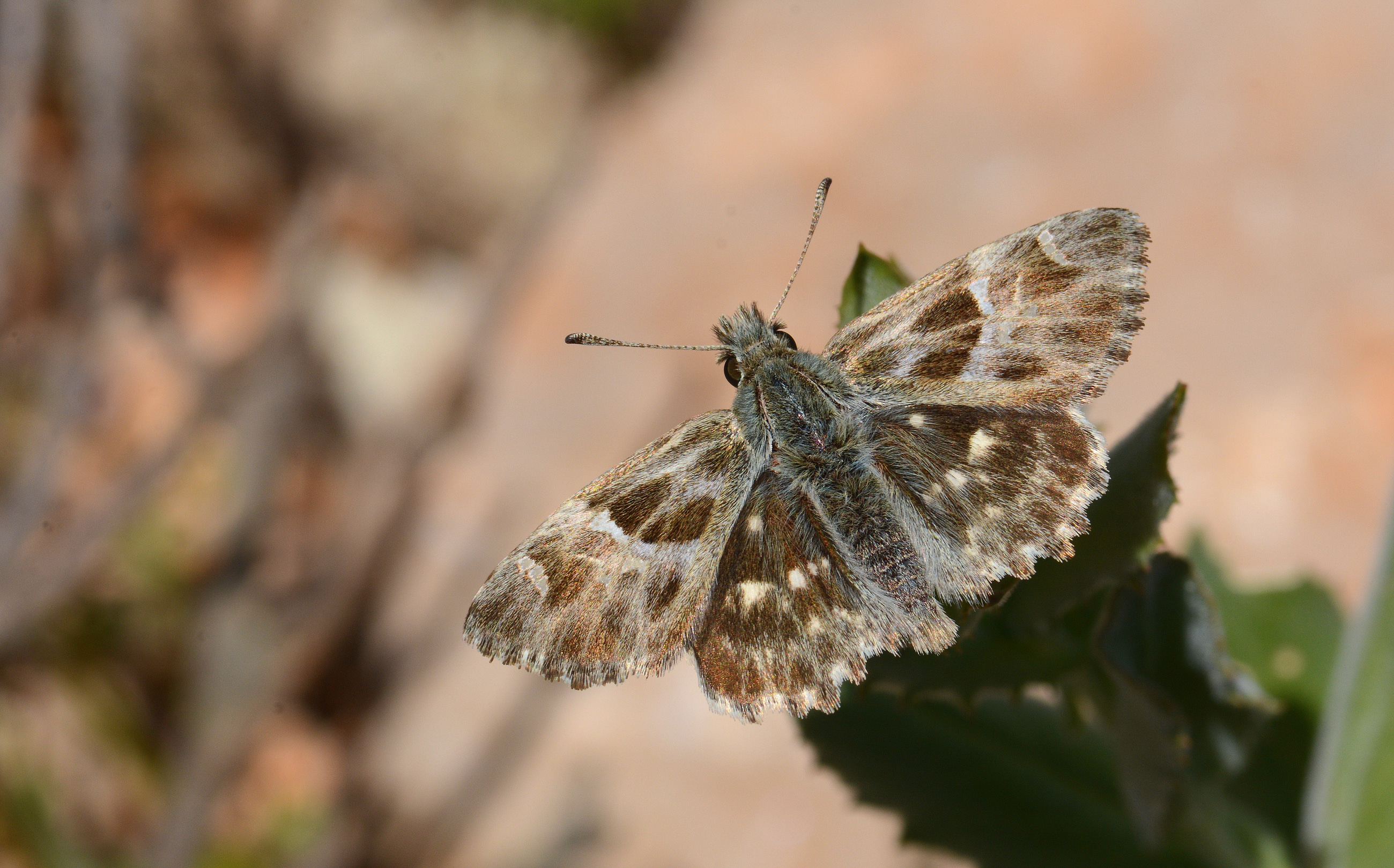 Carcharodus orientalis (Åark Zıpzıpı) butterfly photo