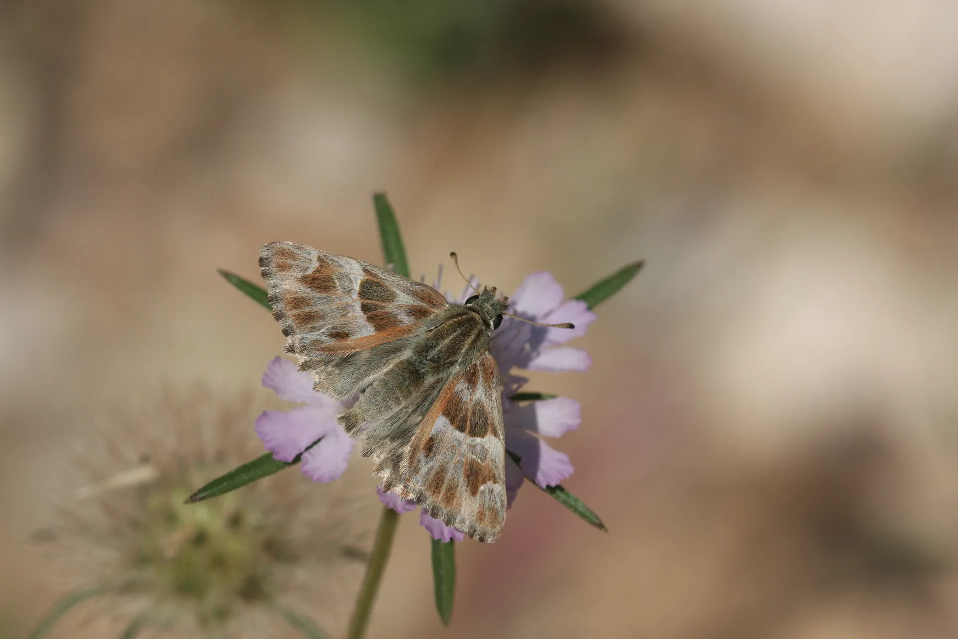 Carcharodus orientalis (Åark ZÄ±pzÄ±pÄ±) butterfly photo