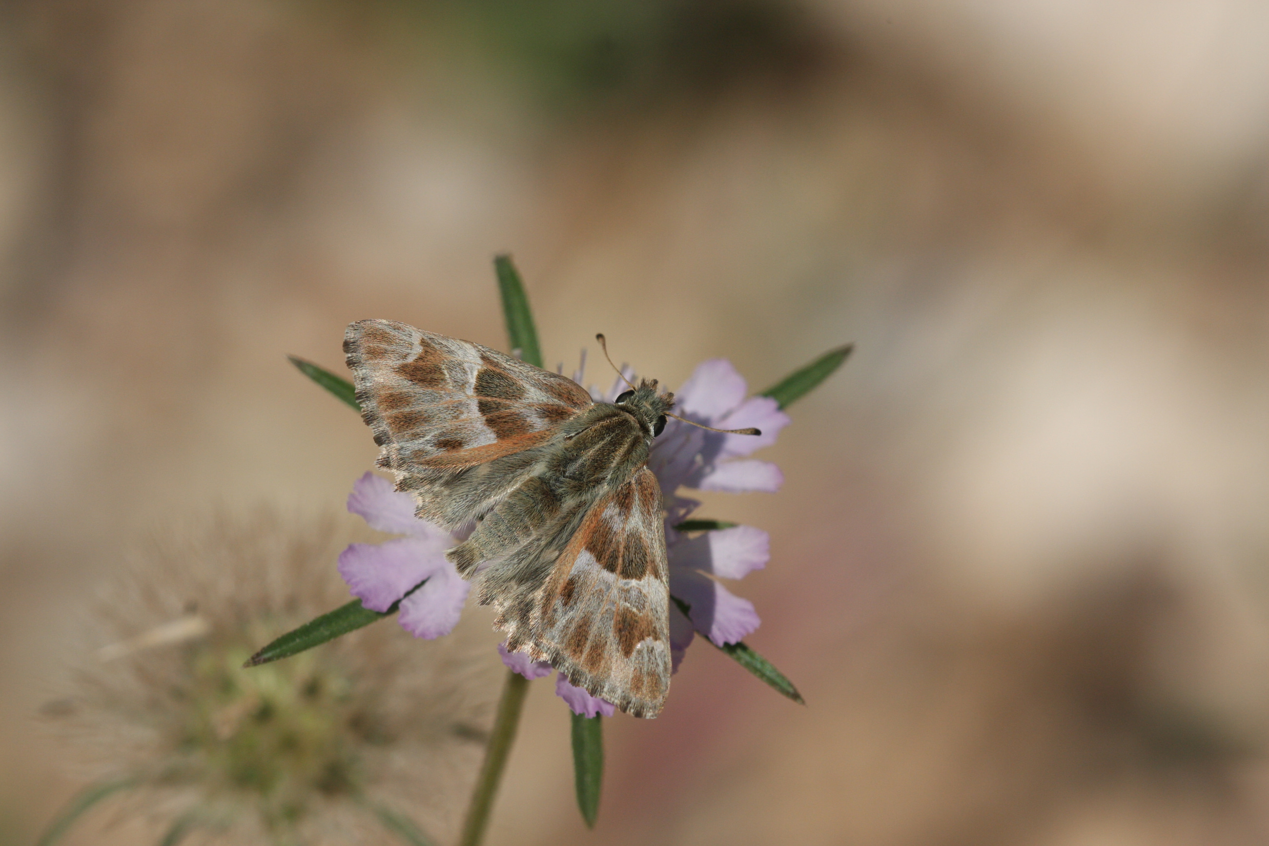 Carcharodus orientalis (Åark Zıpzıpı) butterfly photo