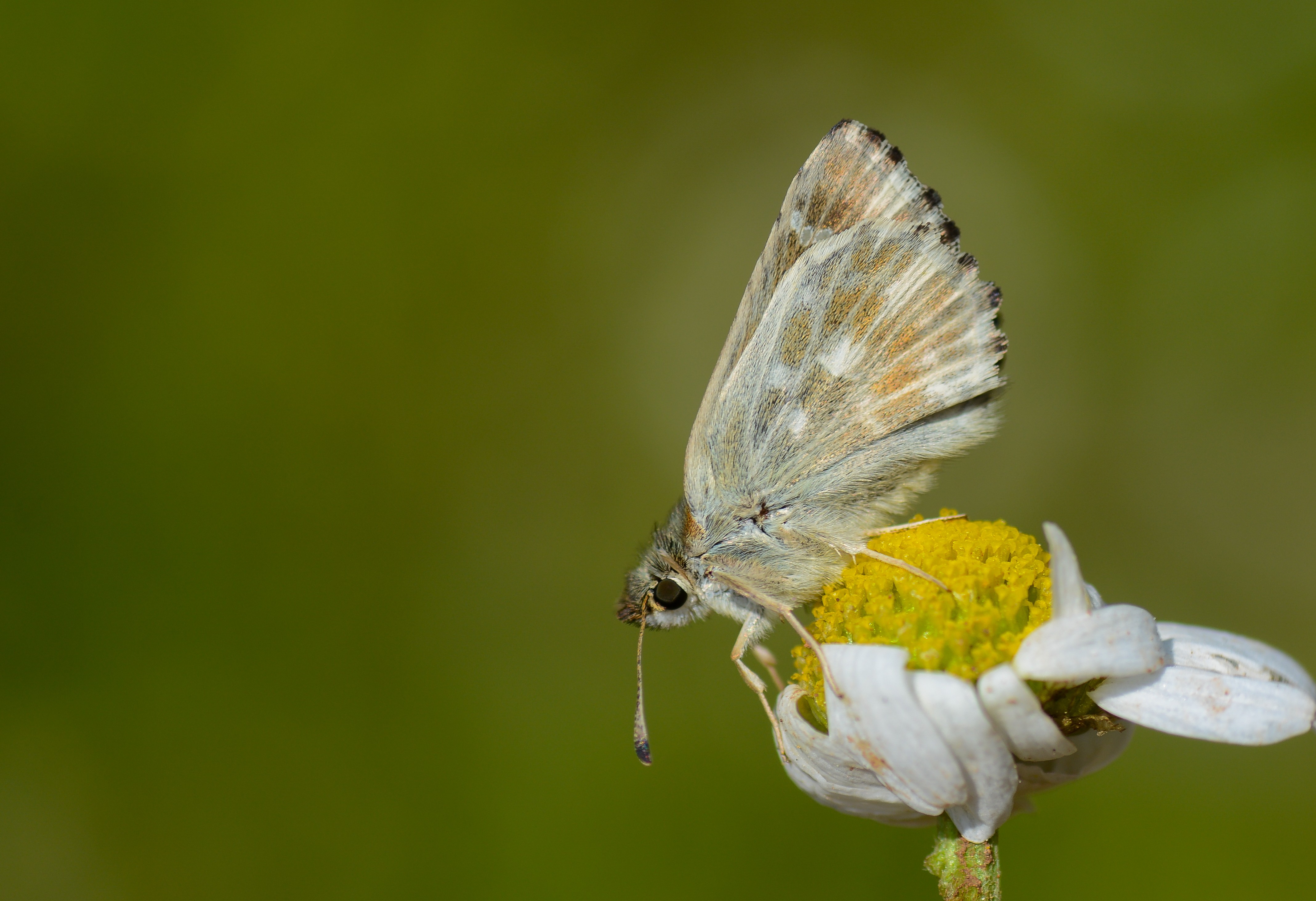 Carcharodus orientalis (Åark Zıpzıpı) butterfly photo
