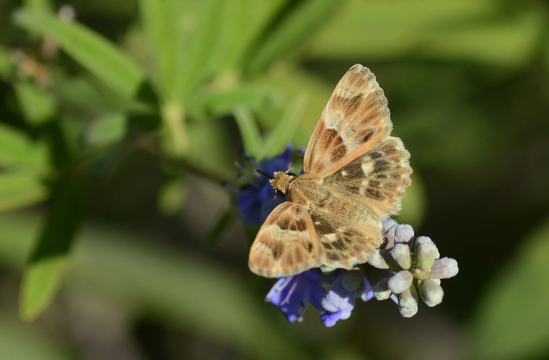 Carcharodus stauderi (Cezayir Zıpzıpı) butterfly photo