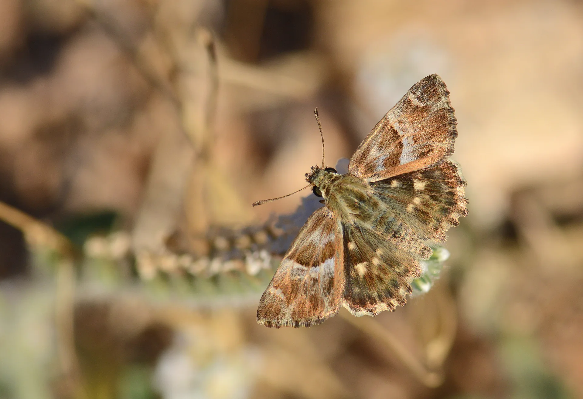 Carcharodus stauderi (Cezayir ZÄ±pzÄ±pÄ±) butterfly photo