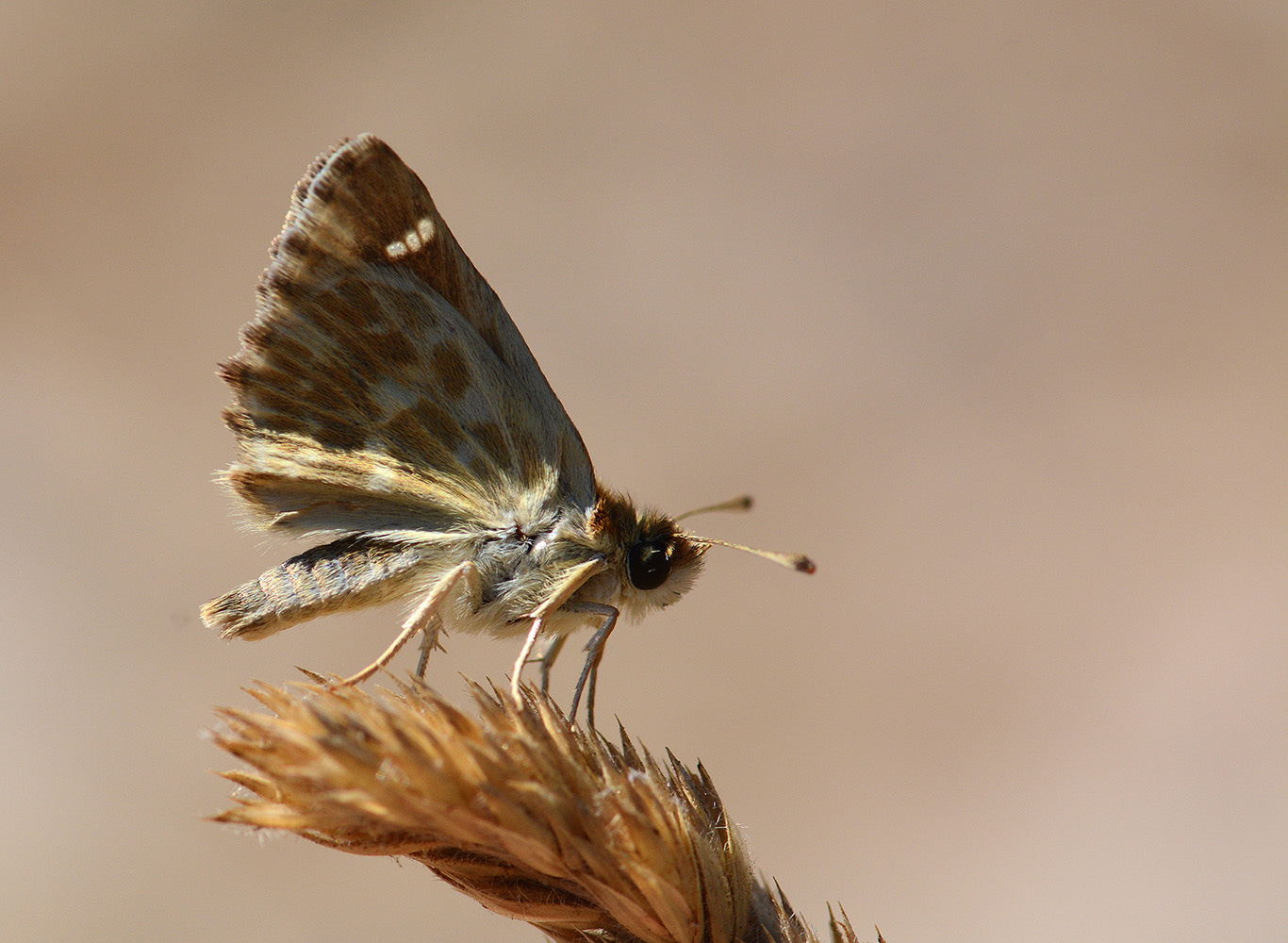 Carcharodus stauderi (Cezayir Zıpzıpı) butterfly photo