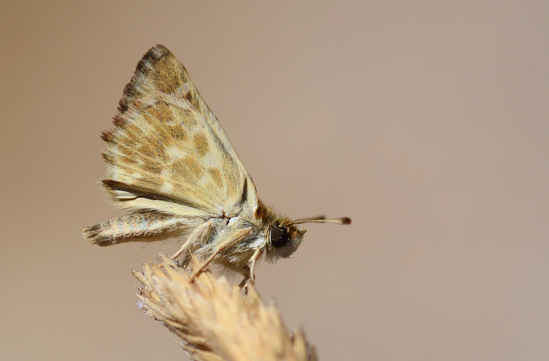 Carcharodus stauderi (Cezayir ZÄ±pzÄ±pÄ±) butterfly photo