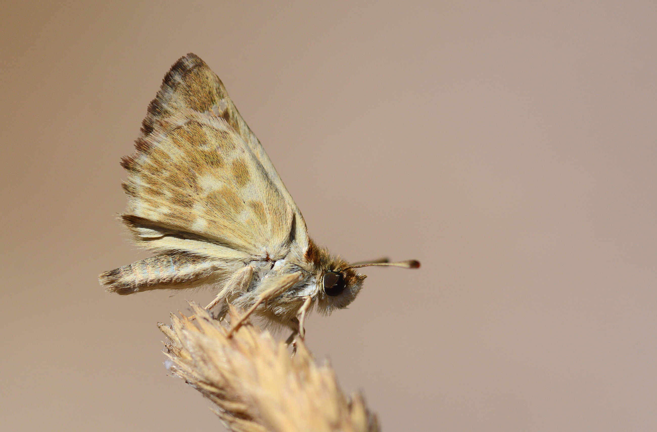 Carcharodus stauderi (Cezayir Zıpzıpı) butterfly photo