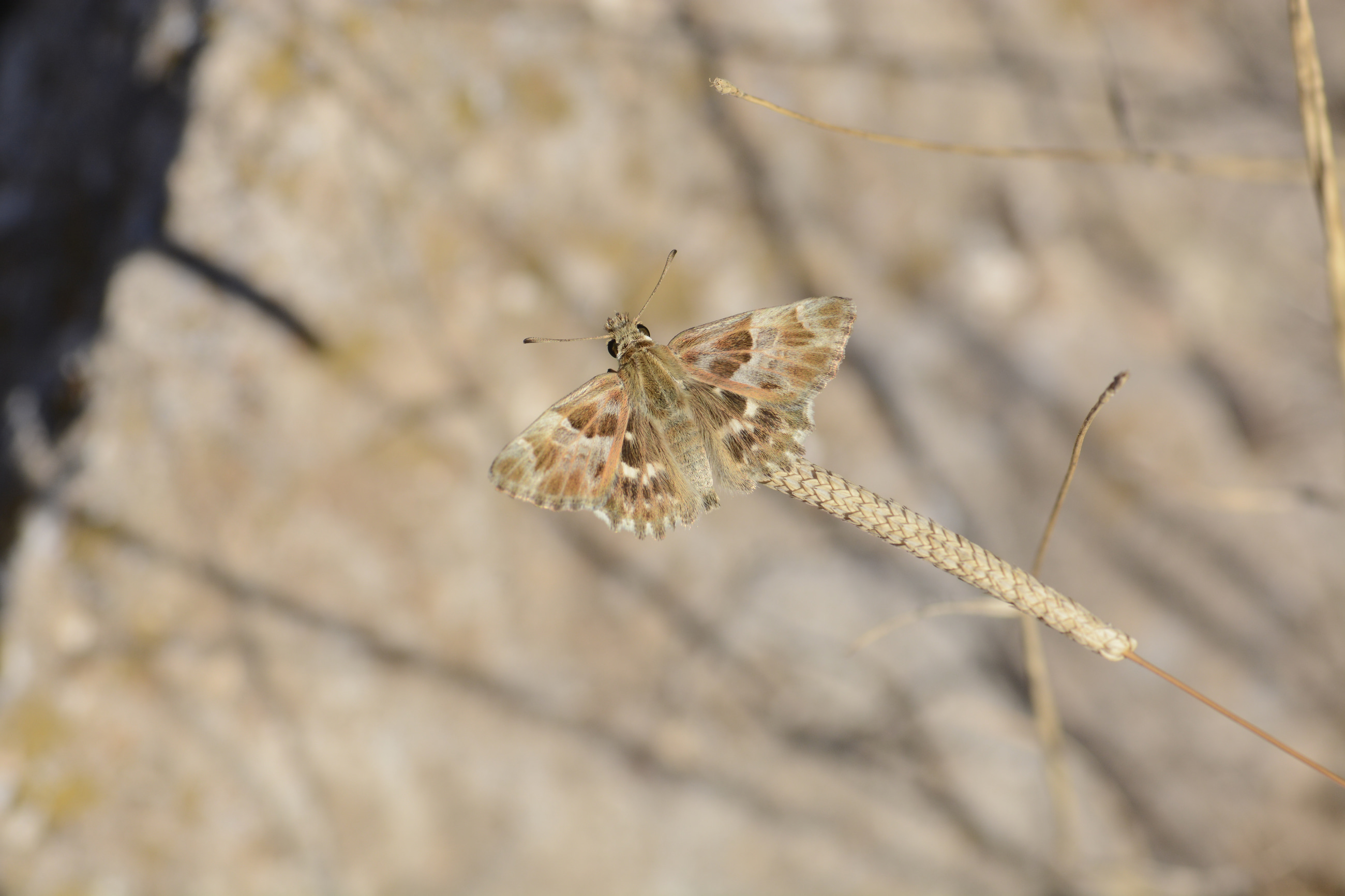 Carcharodus stauderi (Cezayir Zıpzıpı) butterfly photo