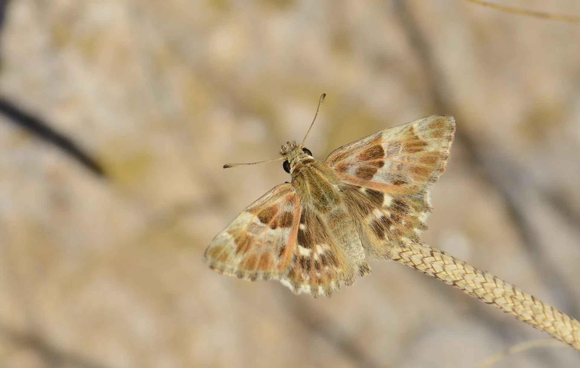 Carcharodus stauderi (Cezayir ZÄ±pzÄ±pÄ±) butterfly photo