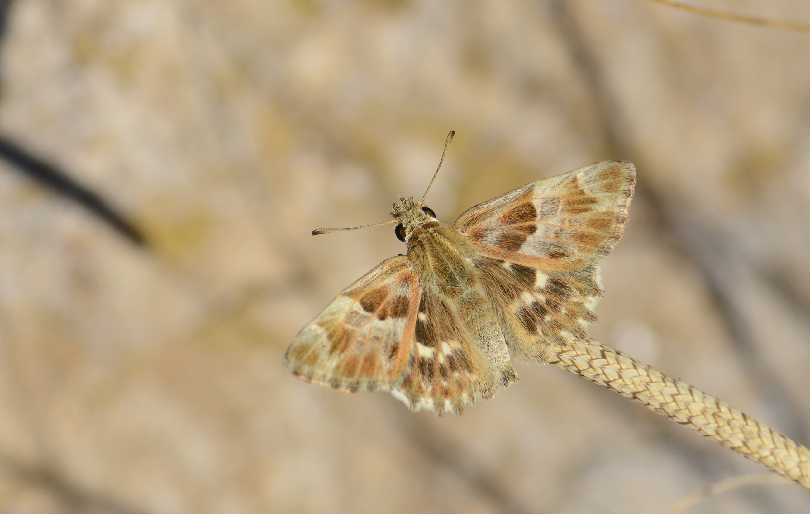 Carcharodus stauderi (Cezayir Zıpzıpı) butterfly photo