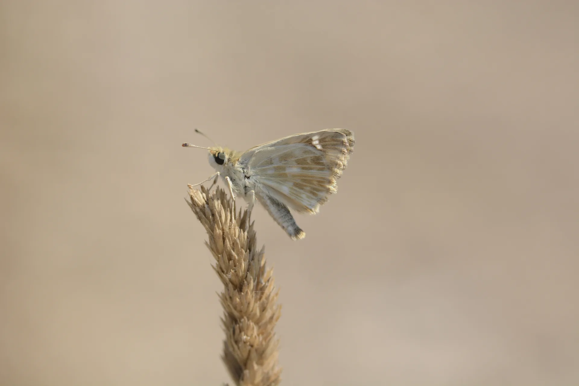 Carcharodus stauderi (Cezayir ZÄ±pzÄ±pÄ±) butterfly photo